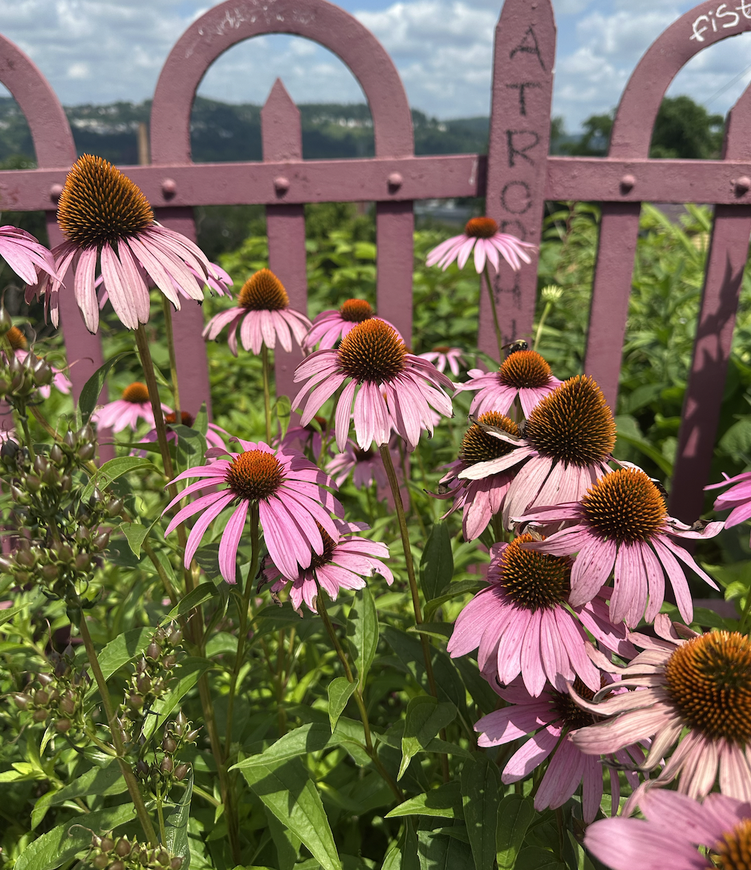 Midsummer Flowers