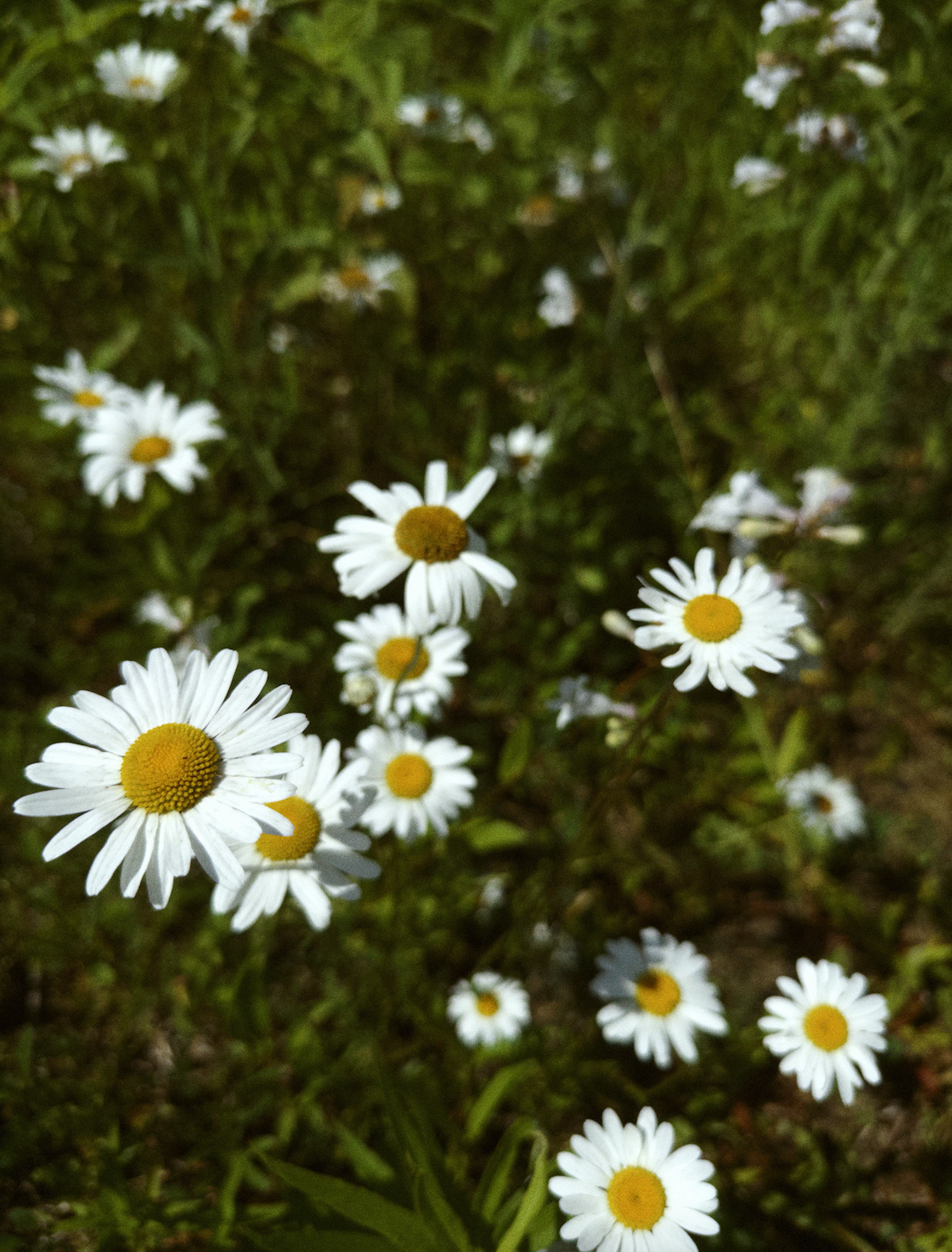 Wild Oxeye Daisy