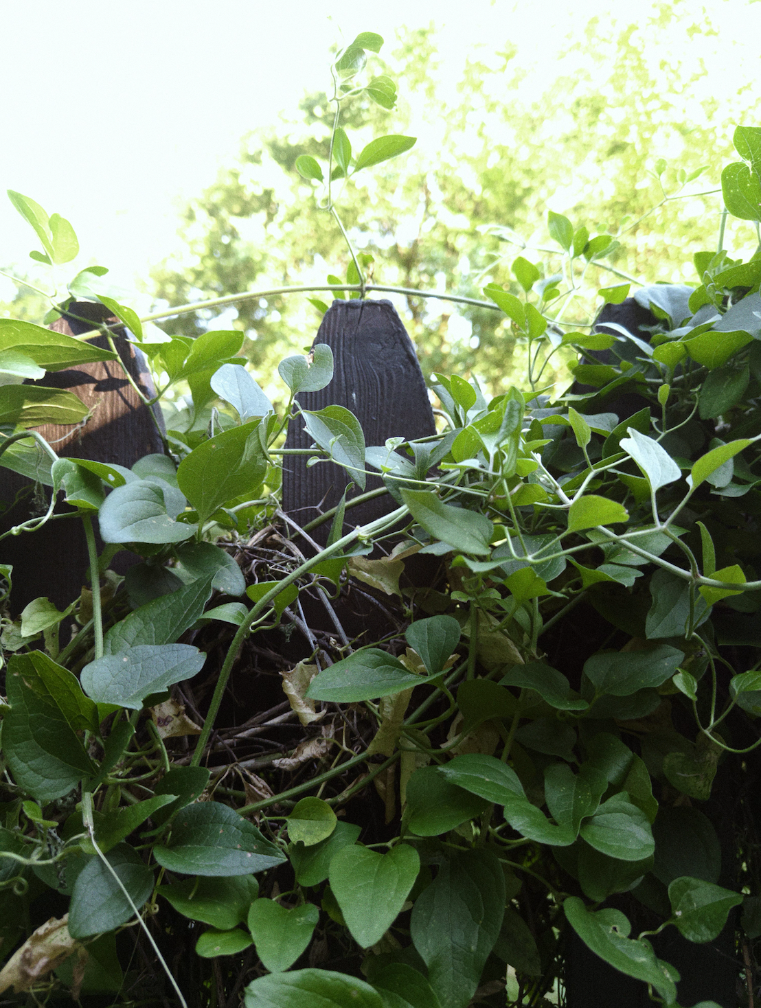 Climbing greenery on a wooden fence