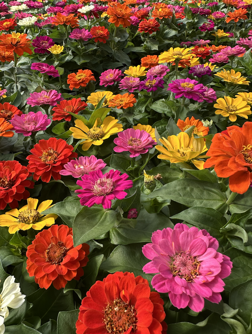 Dozens of brightly colored zinnia flowers