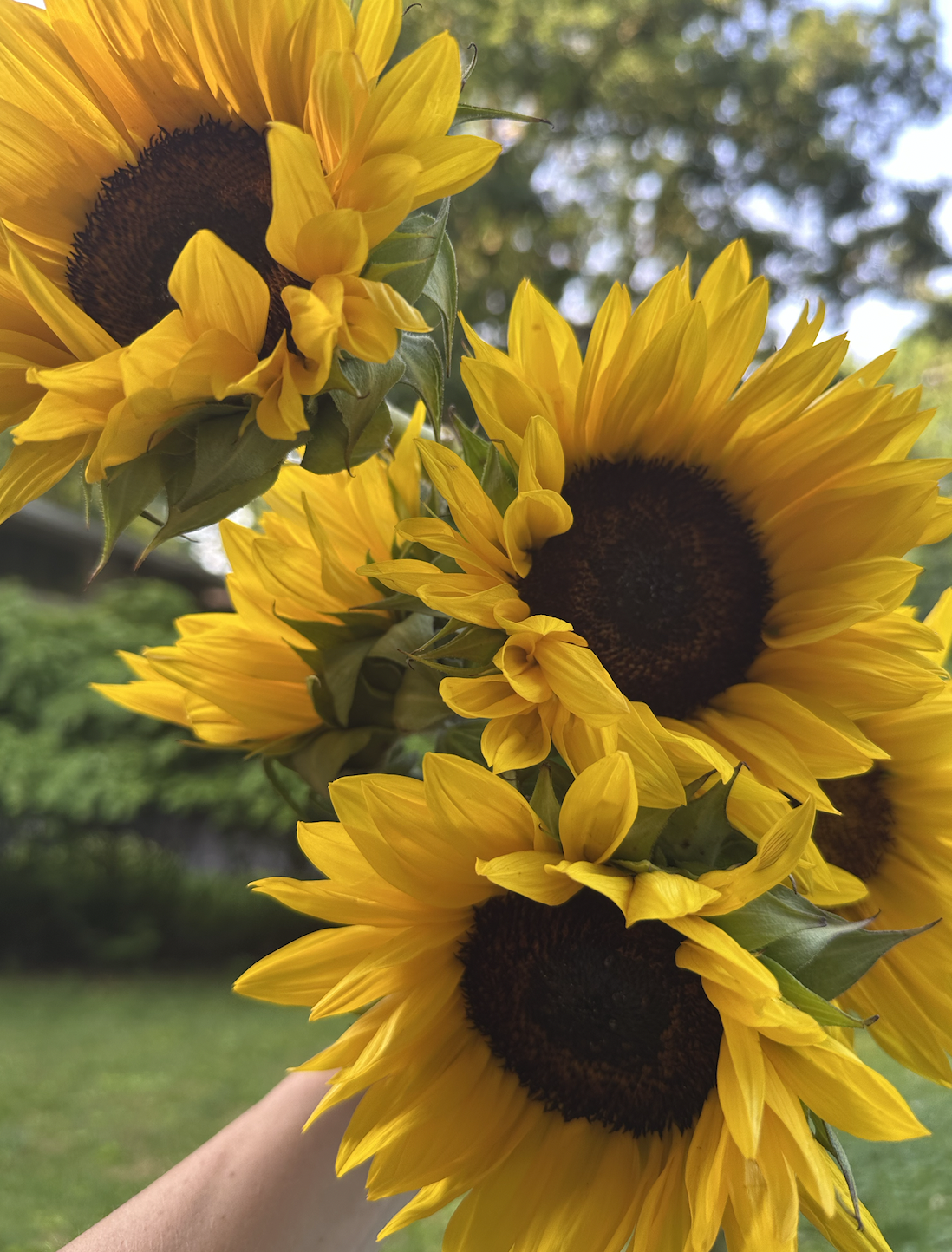 Handpicked bouquet of sunflowers