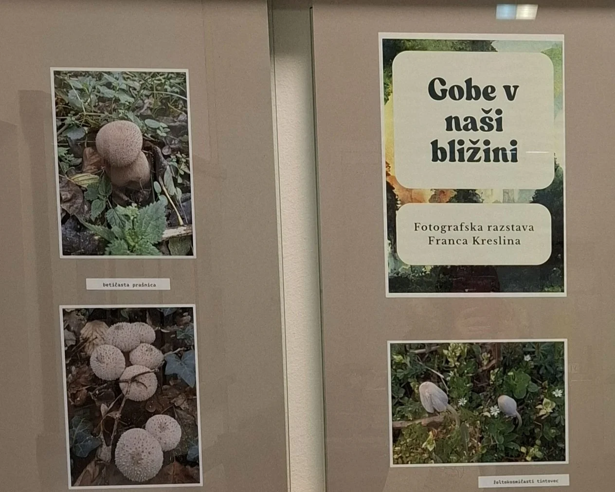 RAZSTAVA FOTOGRAFIJ “GOBE V NAŠI BLIŽINI”