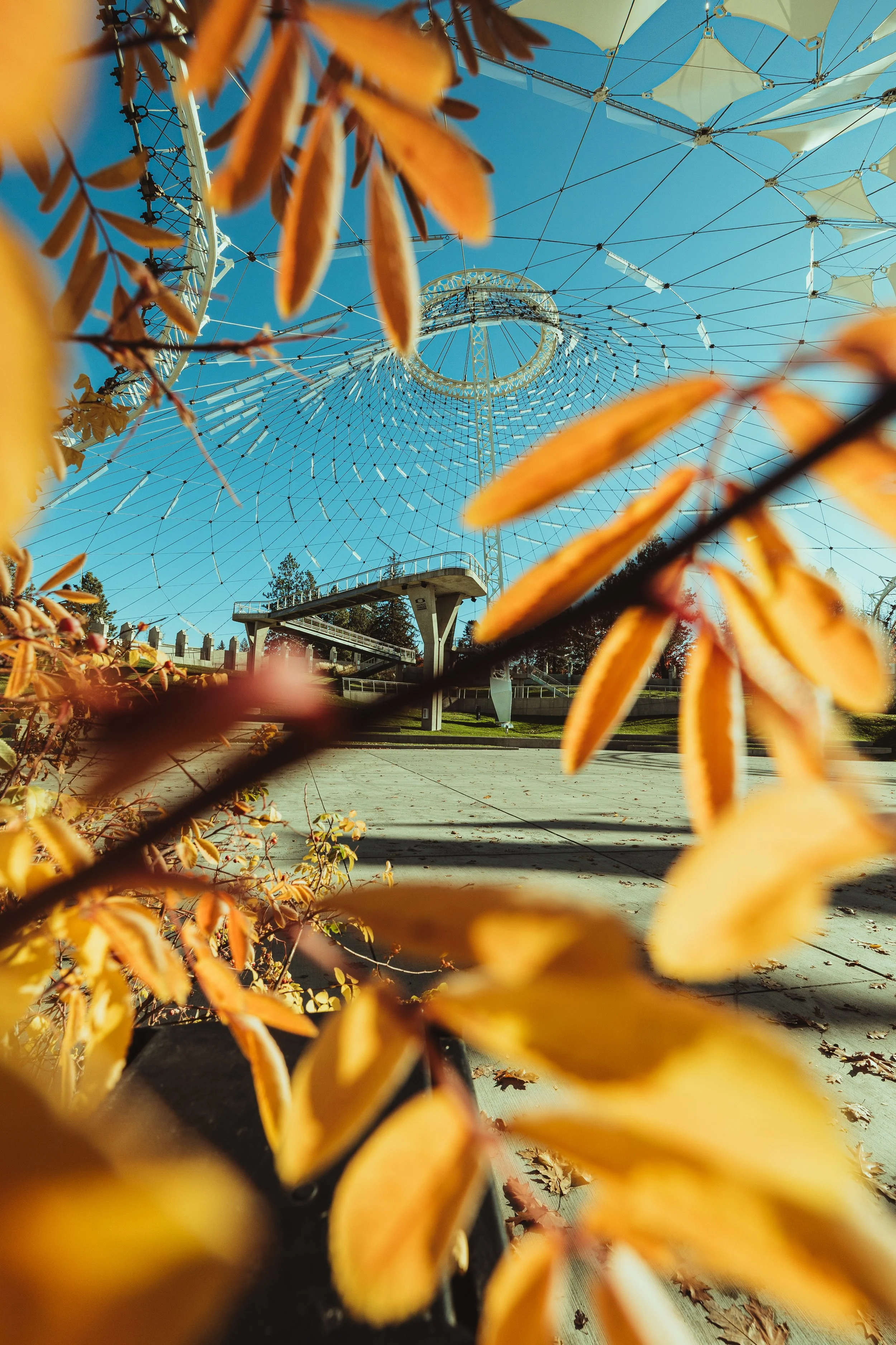 A close-up view of yellow and orange autumn leaves with a large amusement park Ferris wheel in the background, under a clear blue sky.