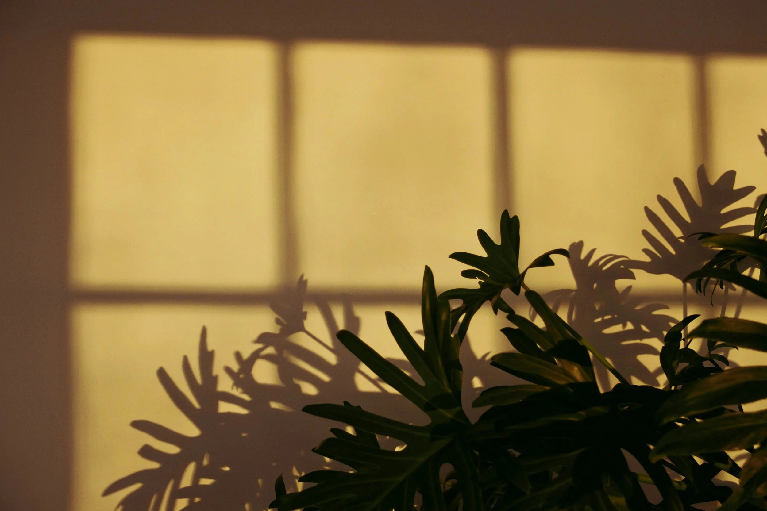 Sunlight casting a grid shadow on a yellow wall with green plant leaves in the foreground.