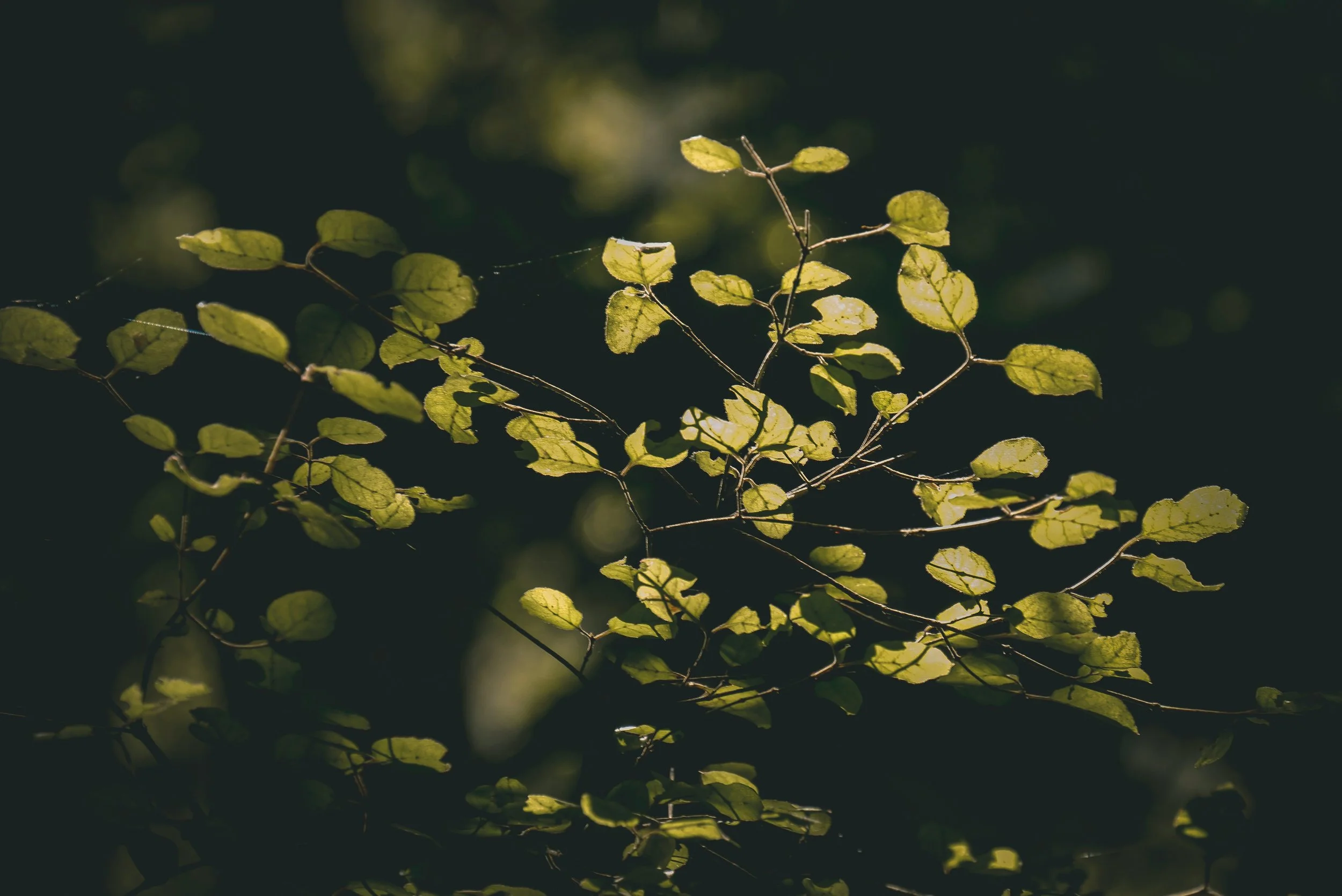 Anxious Attachment Recovery