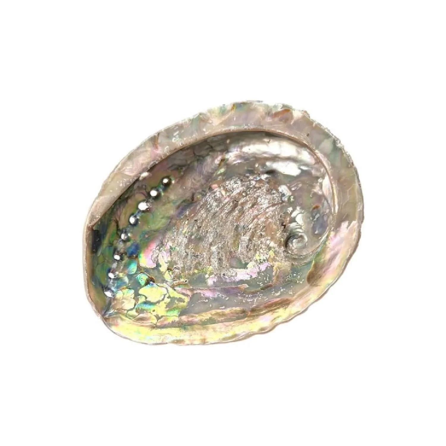 An iridescent abalone shell.