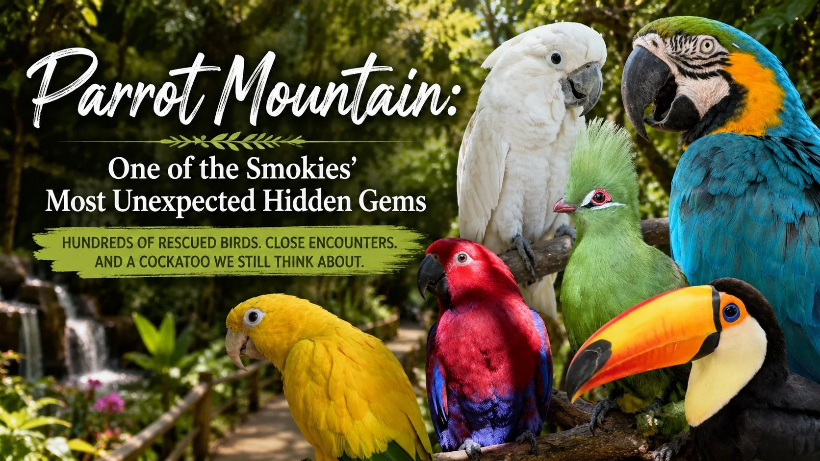 Parrot Mountain: One of the Smokies’ Most Unexpected Hidden Gems