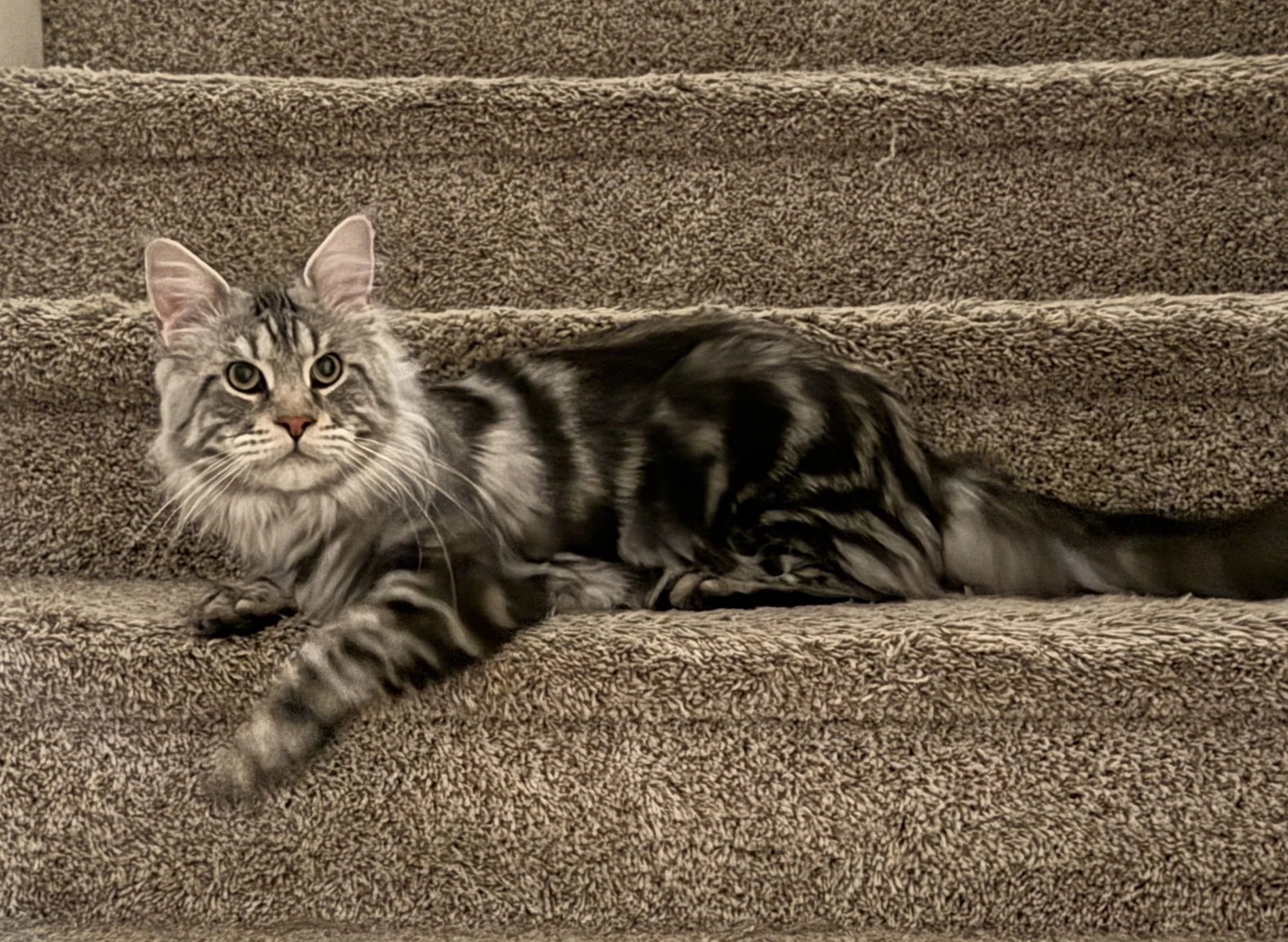 Premier Maine Coon Kittens for Gilbert, AZ Families