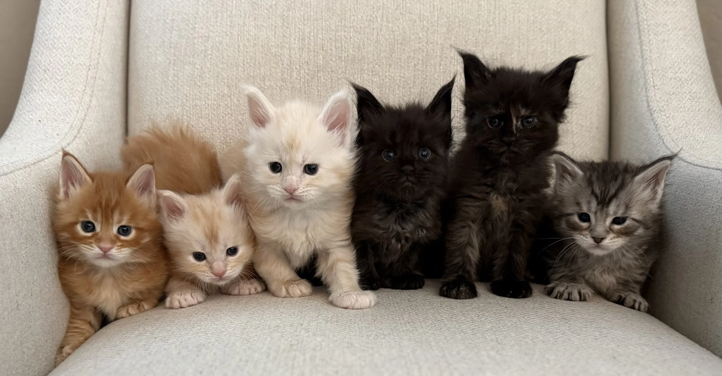Adopt Purebred Maine Coon Kittens Near Phoenix
