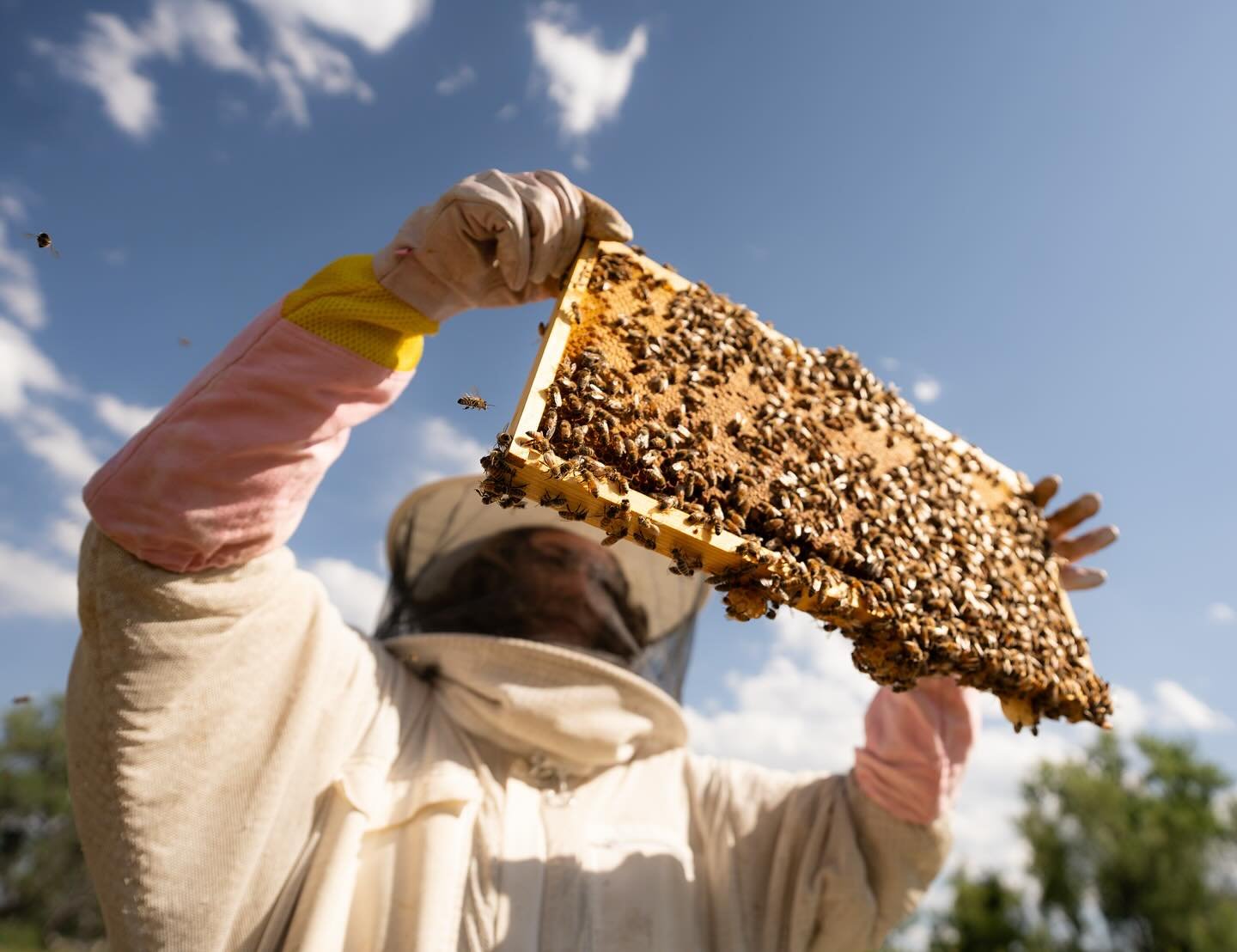 Looking for a couple that wants to do a beekeeping engagement shoot&hellip;. Really! Send me your favorite most wonderful couples sweet internet friends 🐝

@gwilliees thank you for the 📸