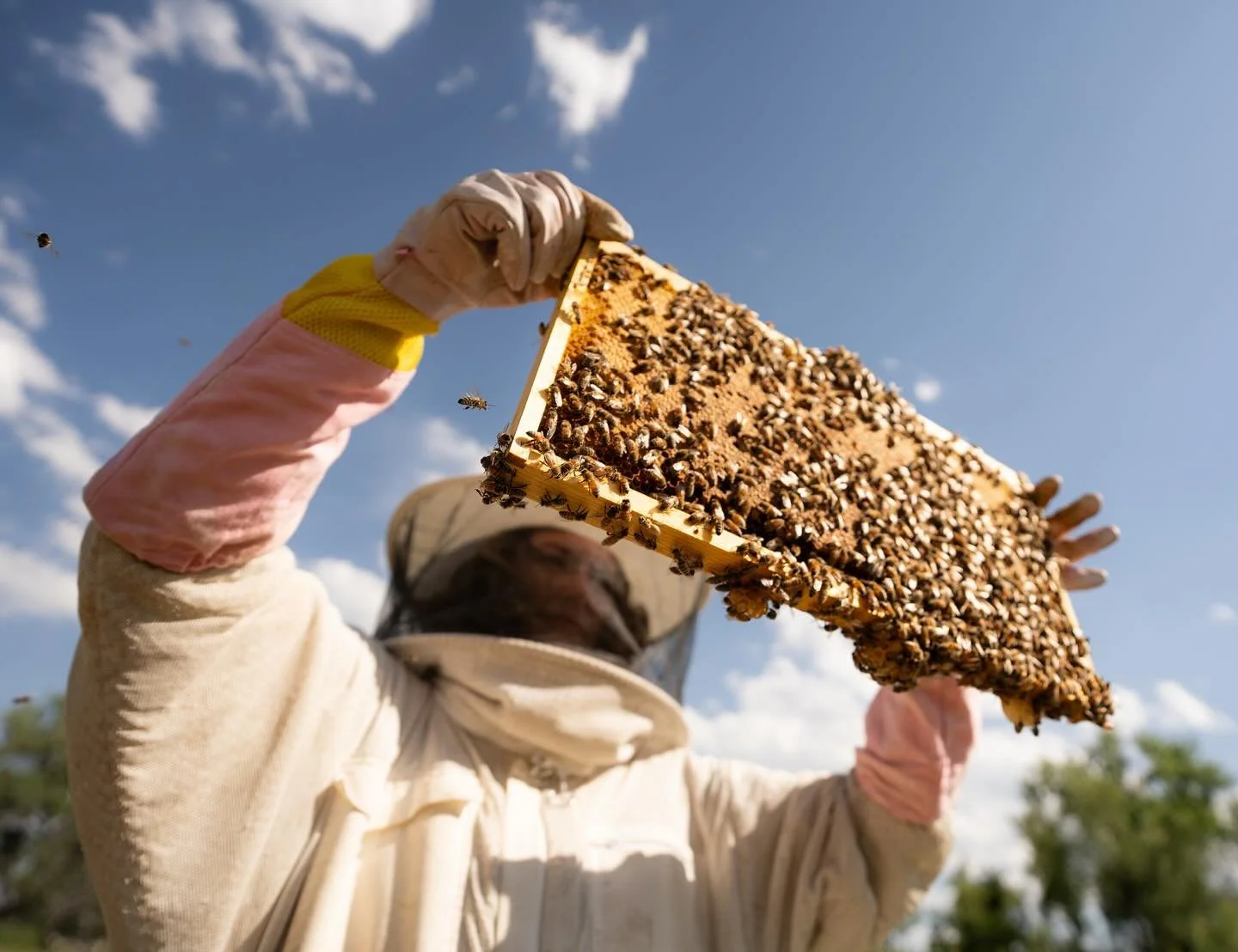 Looking for a couple that wants to do a beekeeping engagement shoot&hellip;. Really! Send me your favorite most wonderful couples sweet internet friends 🐝

@gwilliees thank you for the 📸