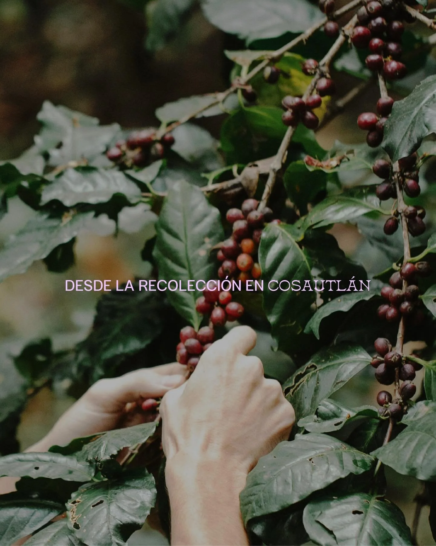 El caf&eacute; es una industria sostenida por manos de mujeres que representan la mayor&iacute;a de la fuerza laboral en la cosecha y selecci&oacute;n de granos.

Nuestra labor es visibilizarlas hoy y siempre.

Reconocemos la resistencia de las produ