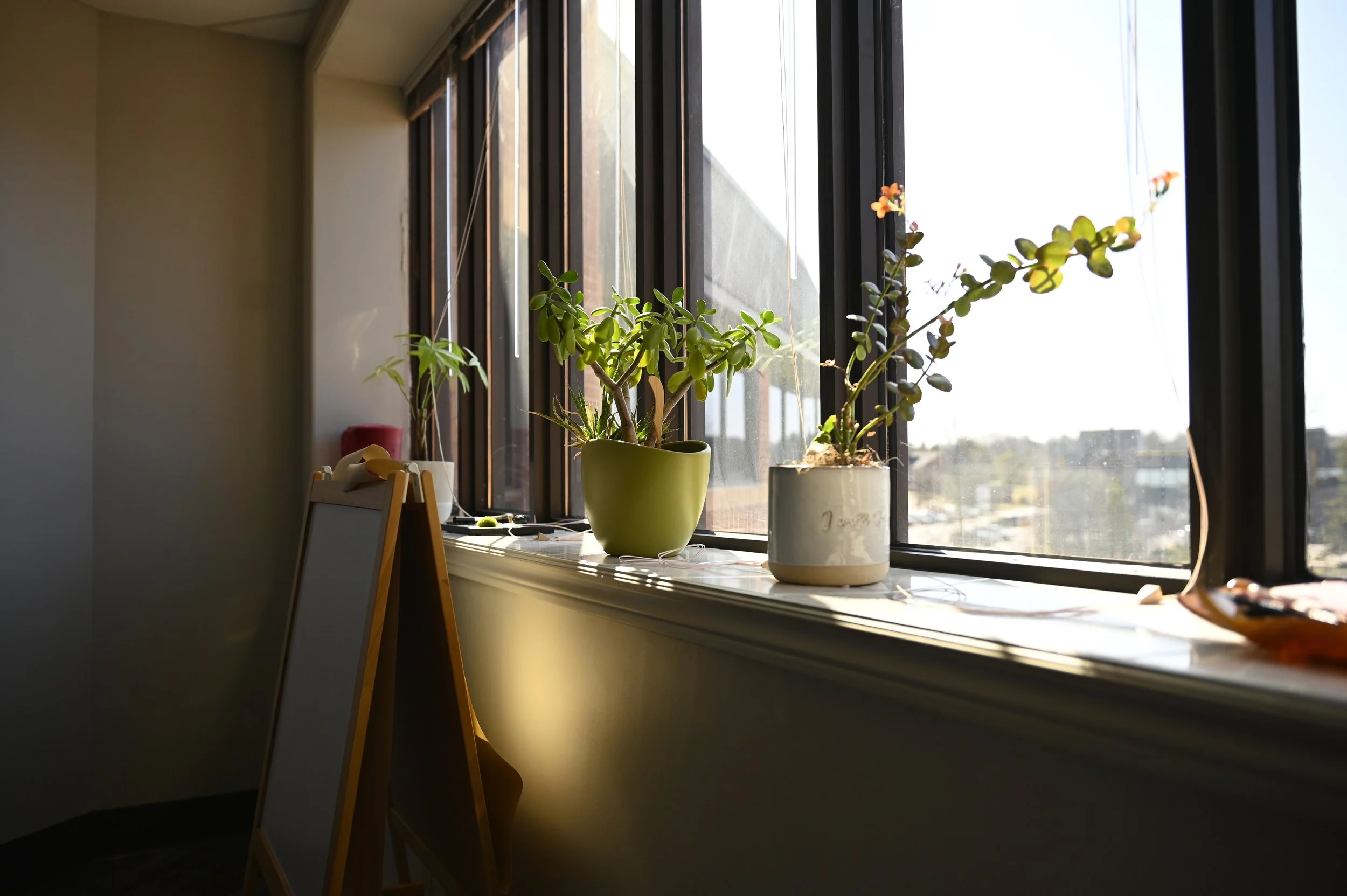 Sunlit windowsill with potted plants and an easel in an office space