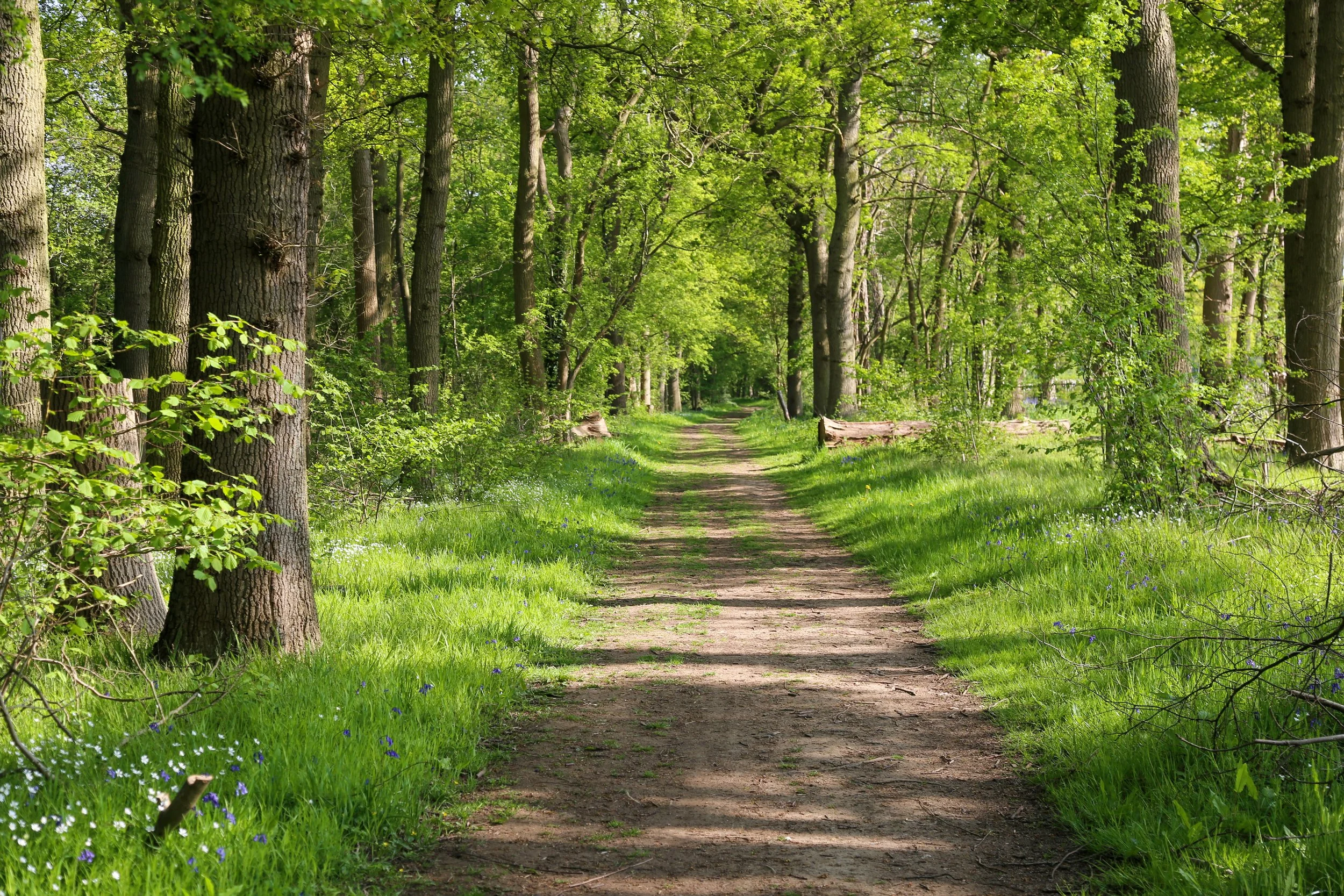 Dirt path through a lush green forest with tall trees and grass.