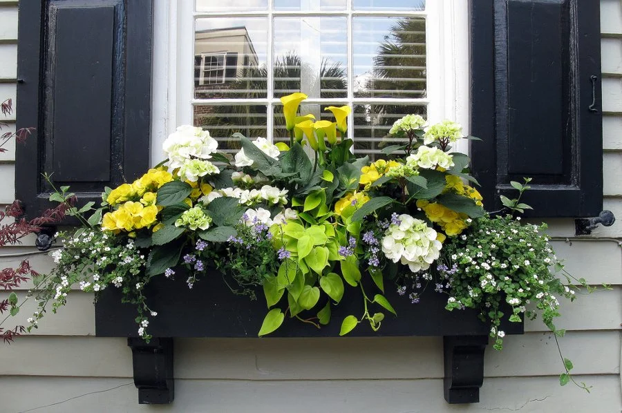 Window Decor & Decorations