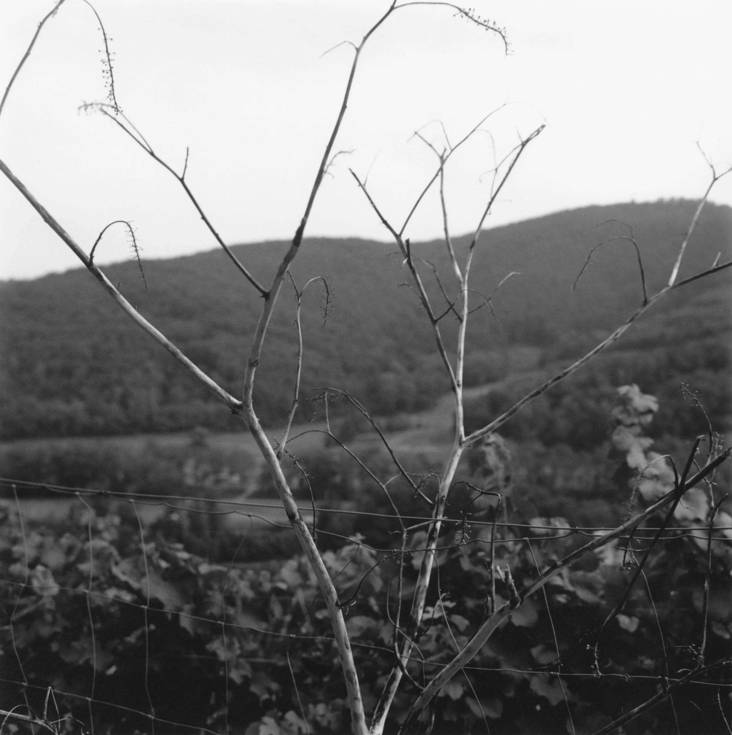 Au-dessus du golf.jpg