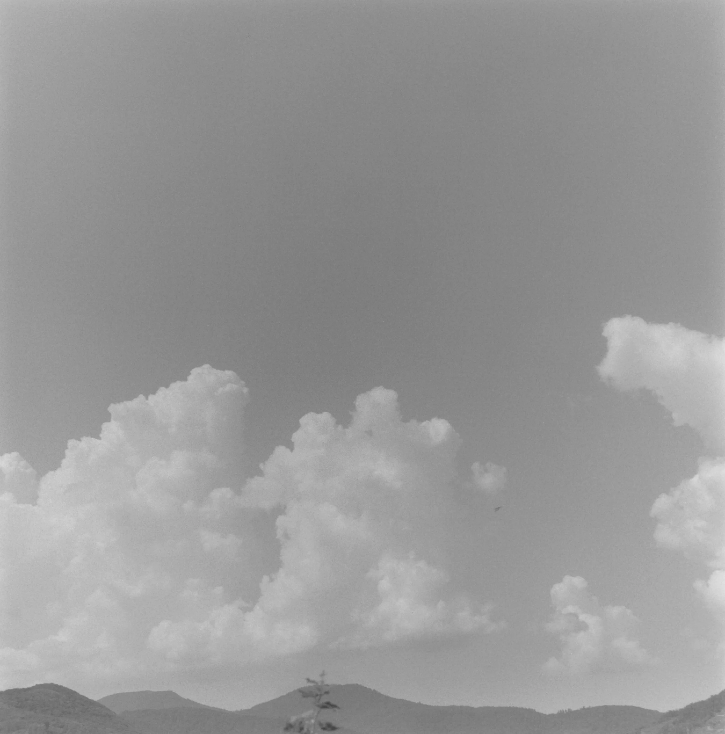 Buse variable et cumulonimbus.jpg