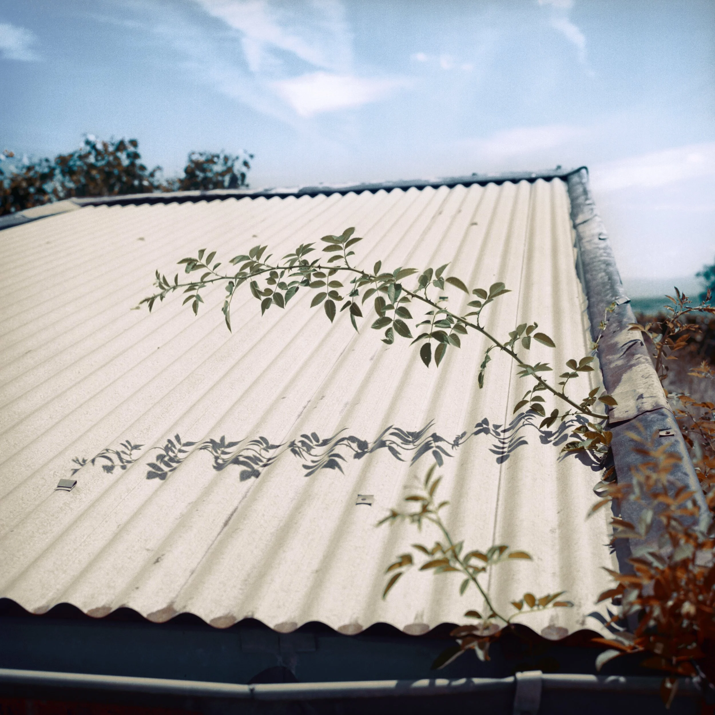 Eglantier et tôle.jpg