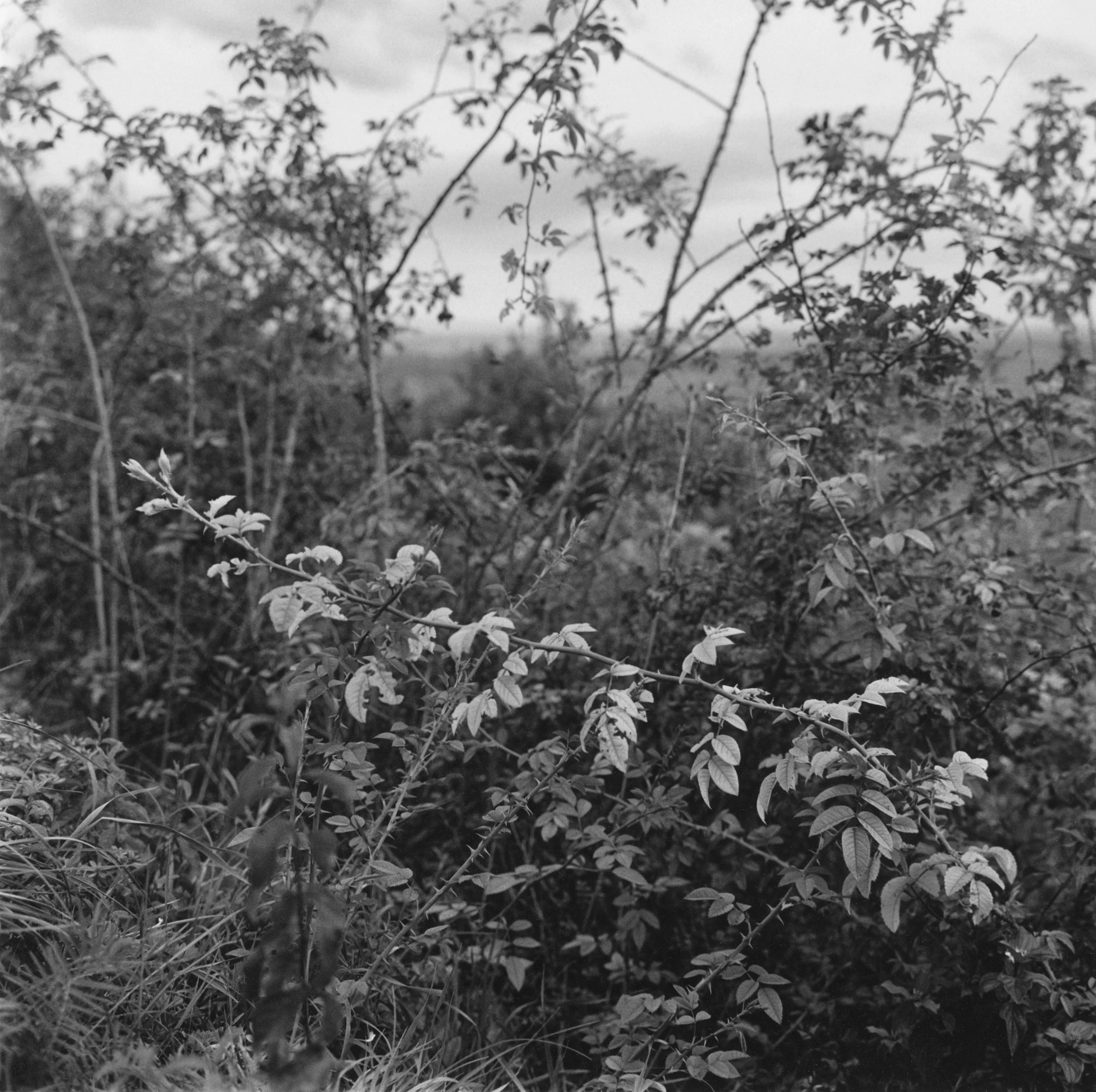 Eglantier au dessus de Kienthzeim.jpg