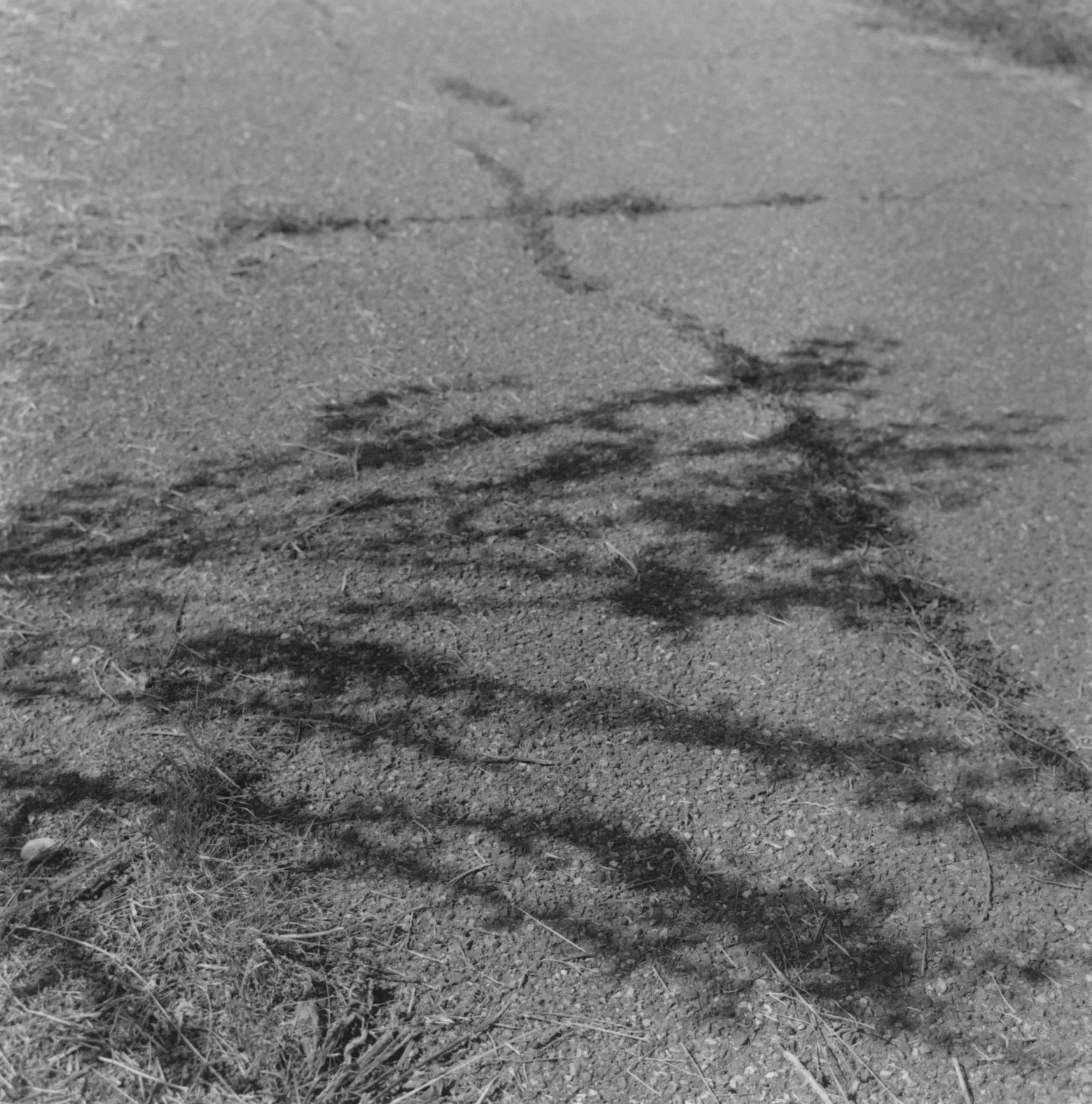 Le souvenir de la forêt.jpg