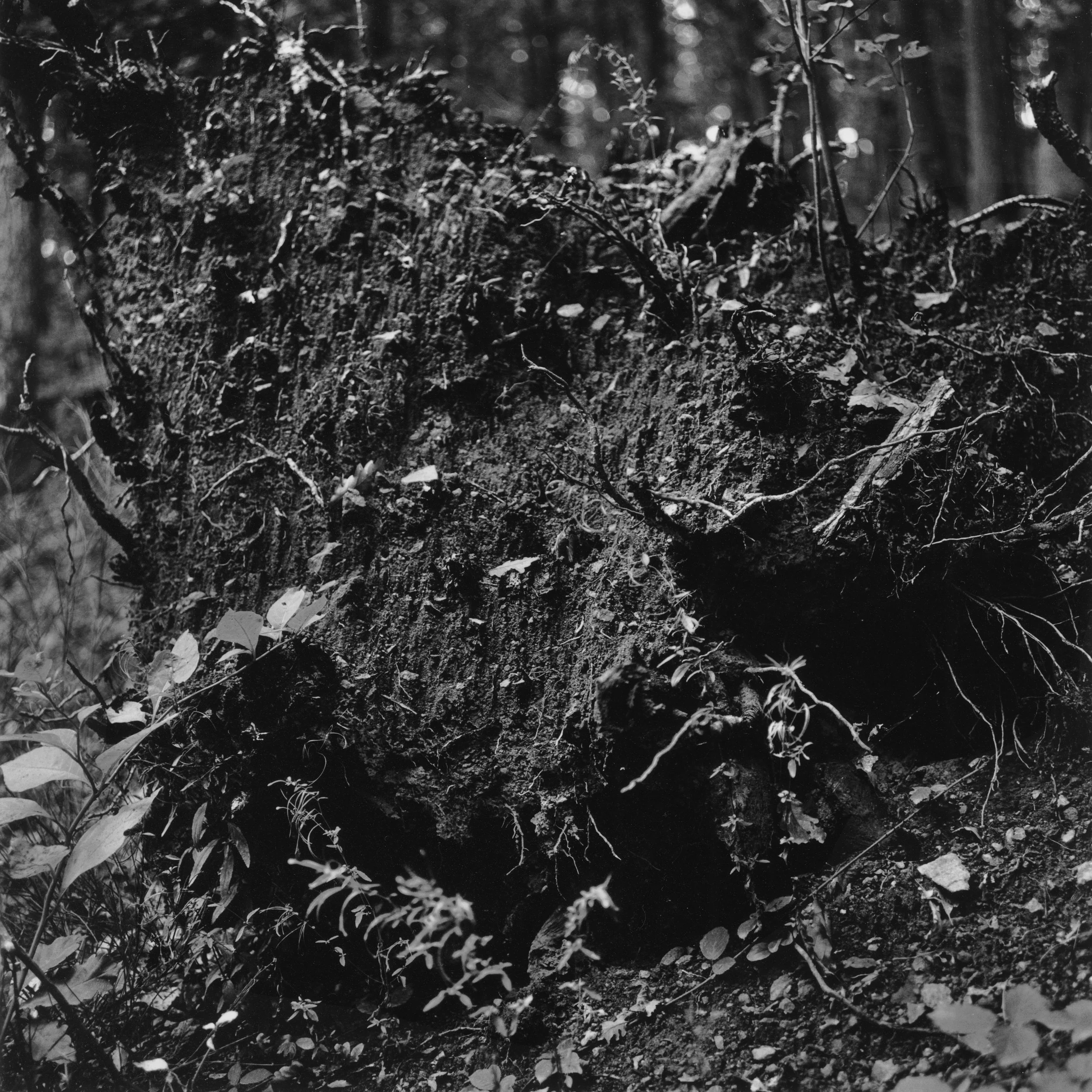 Tronc déraciné.jpg