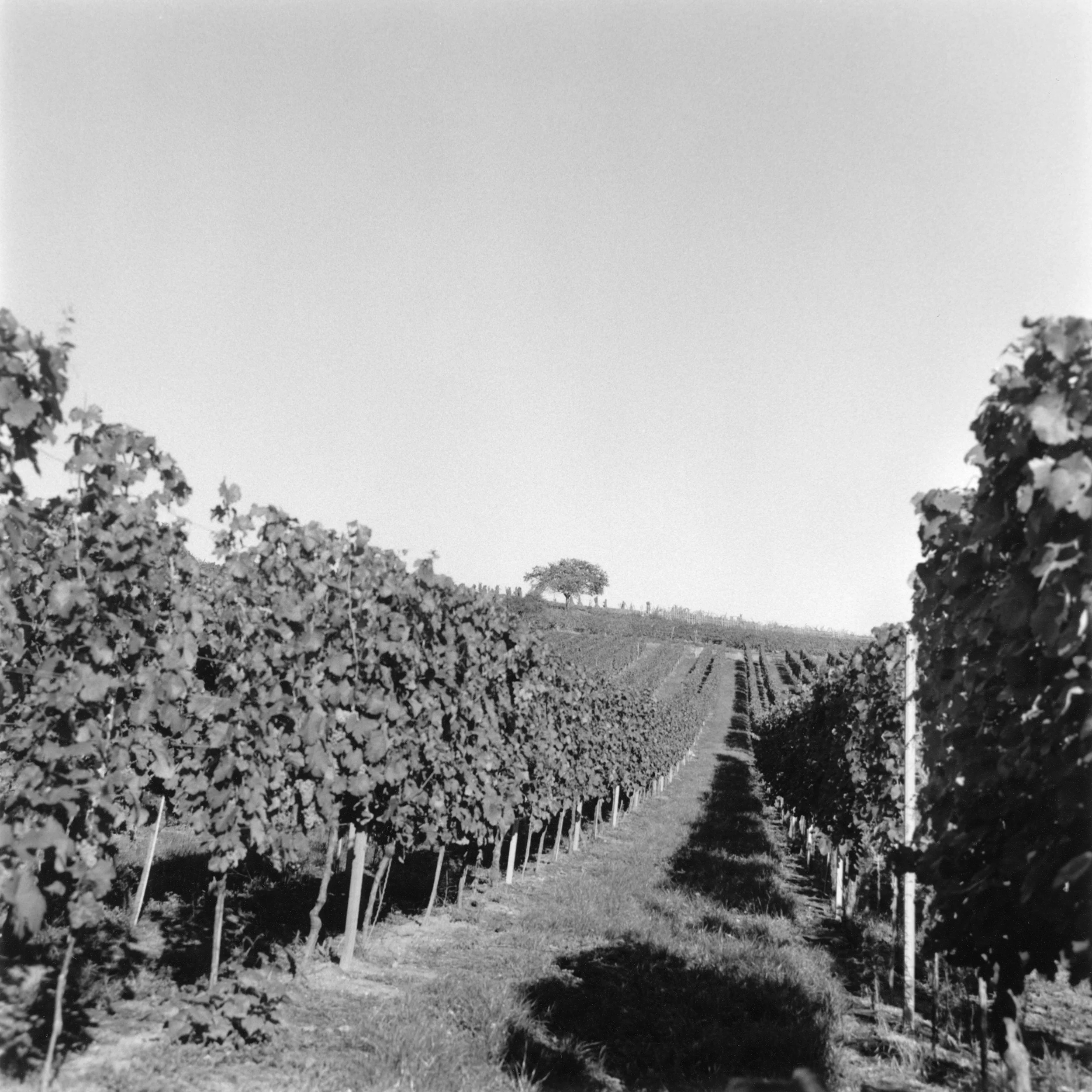 Arbre à corbeaux.jpg