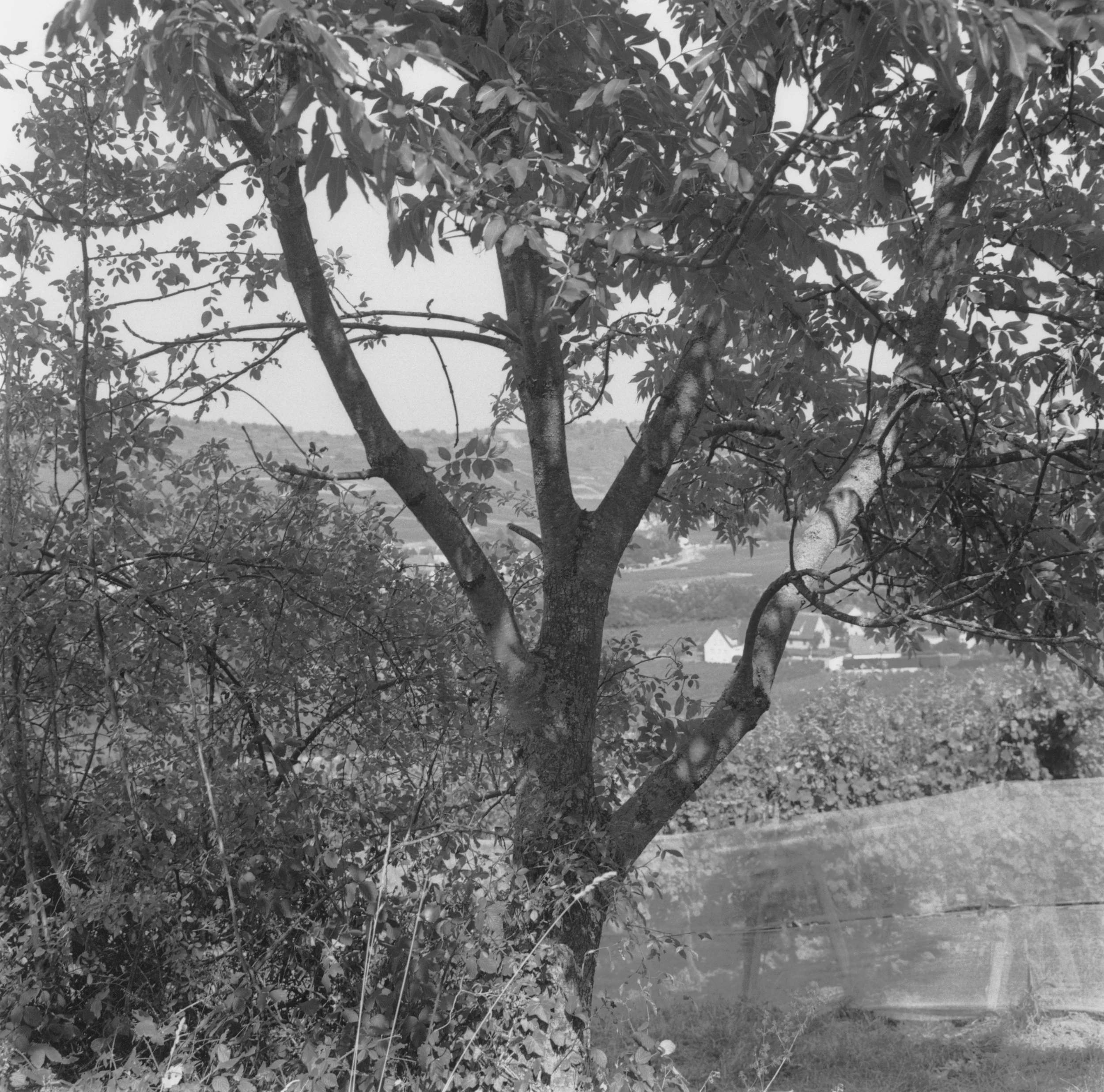 Arbre surplombant Sigolsheim.jpg