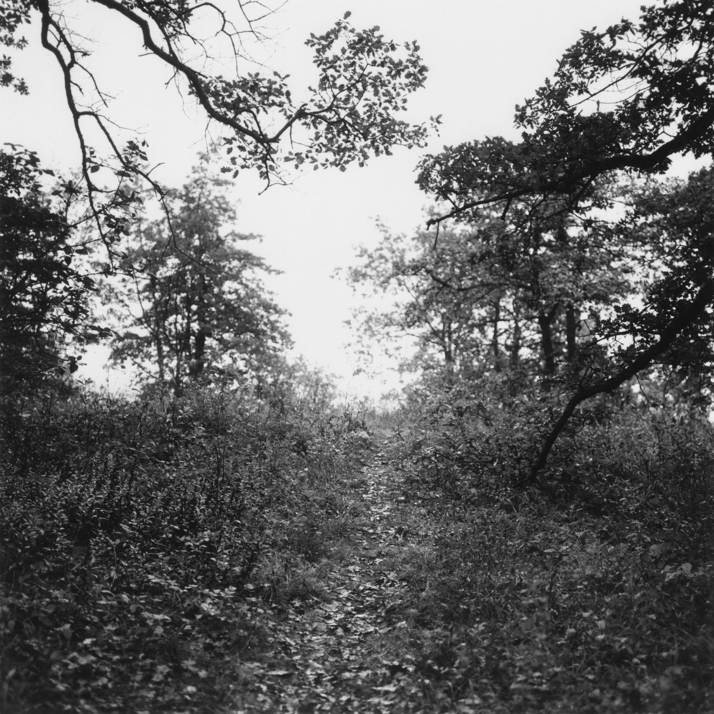 Chemin vers le souvenir.jpg