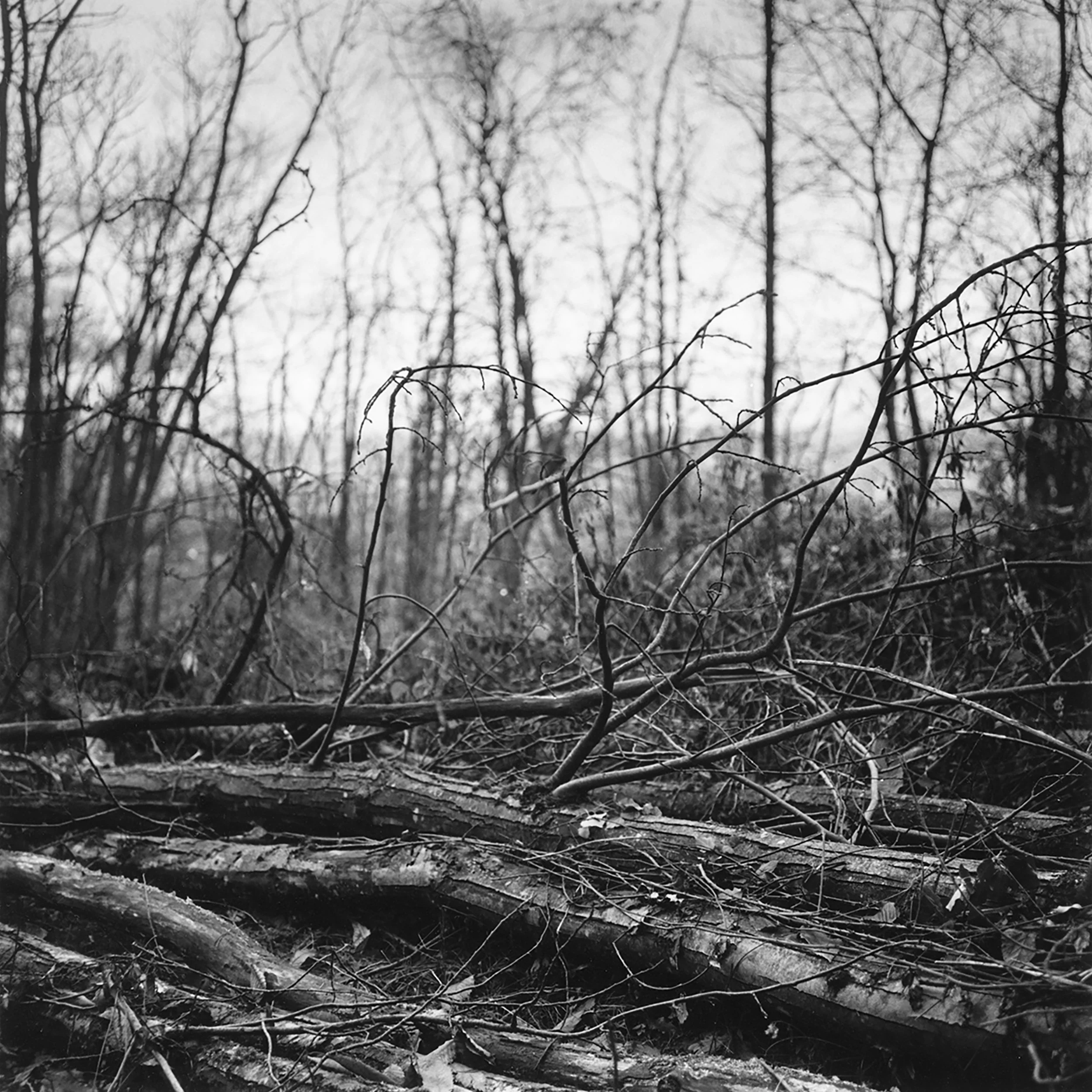 Arbres coupés.jpg