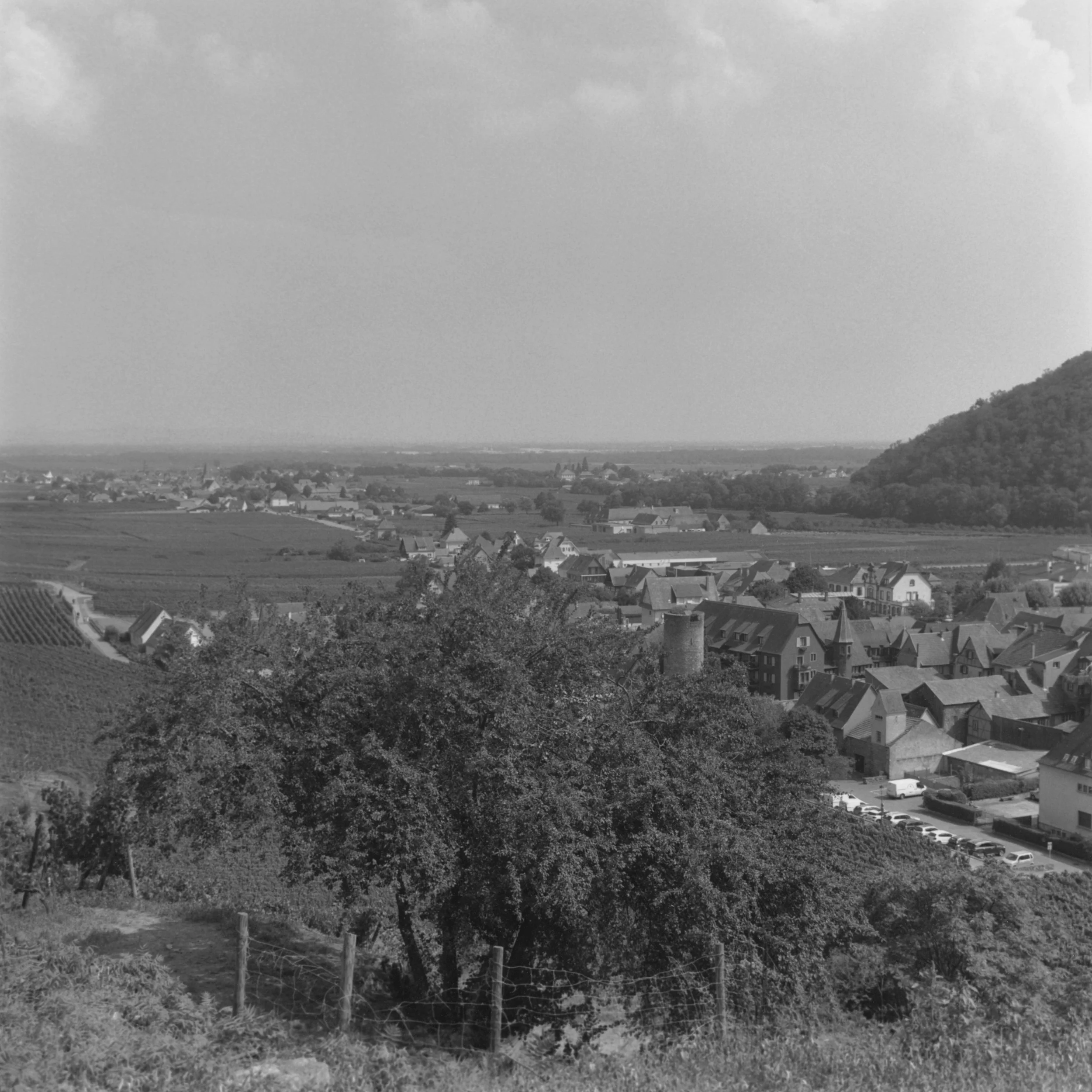 Arbre surplombant Kaysersberg.jpg