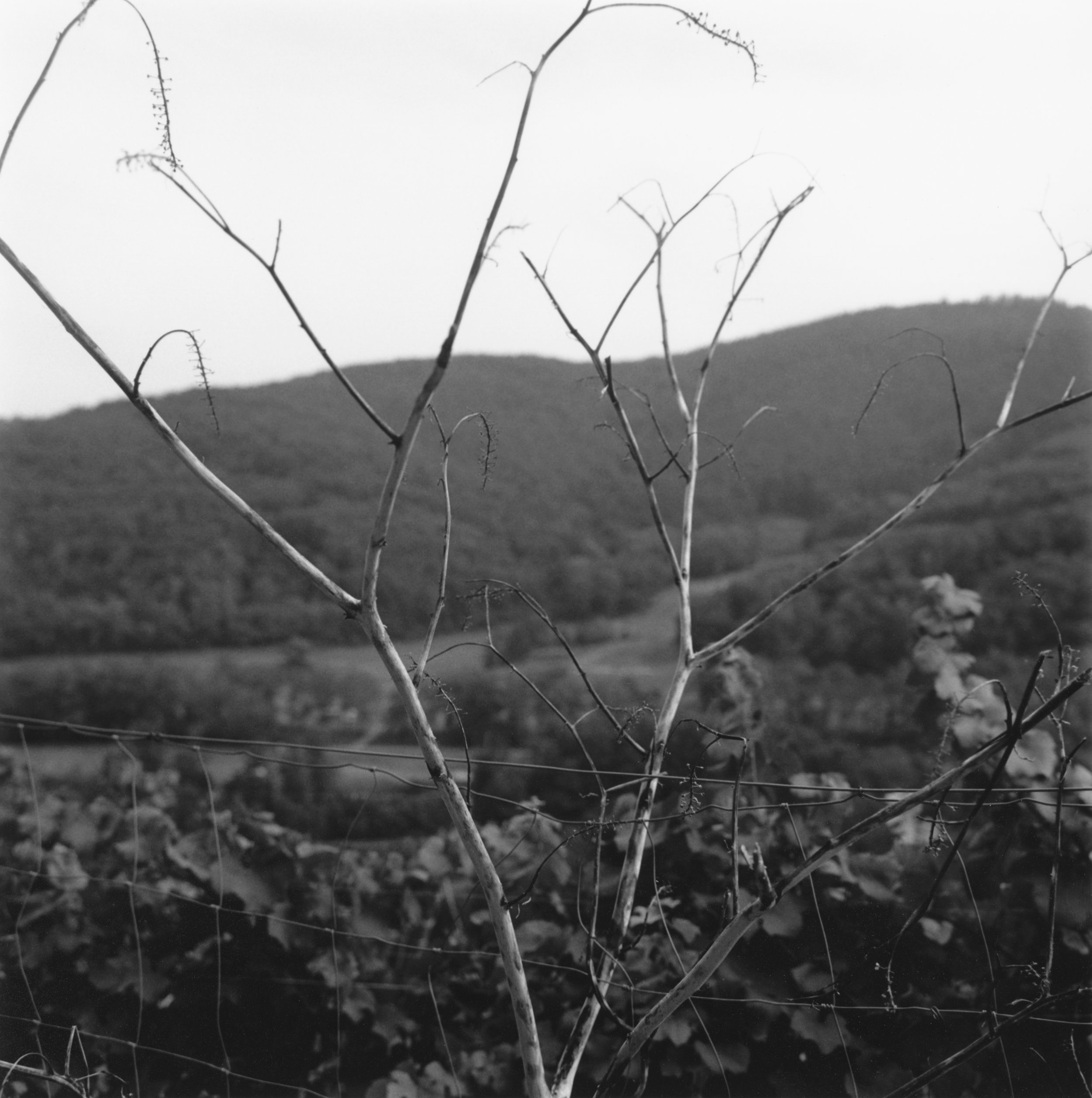 Au-dessus du golf.jpg