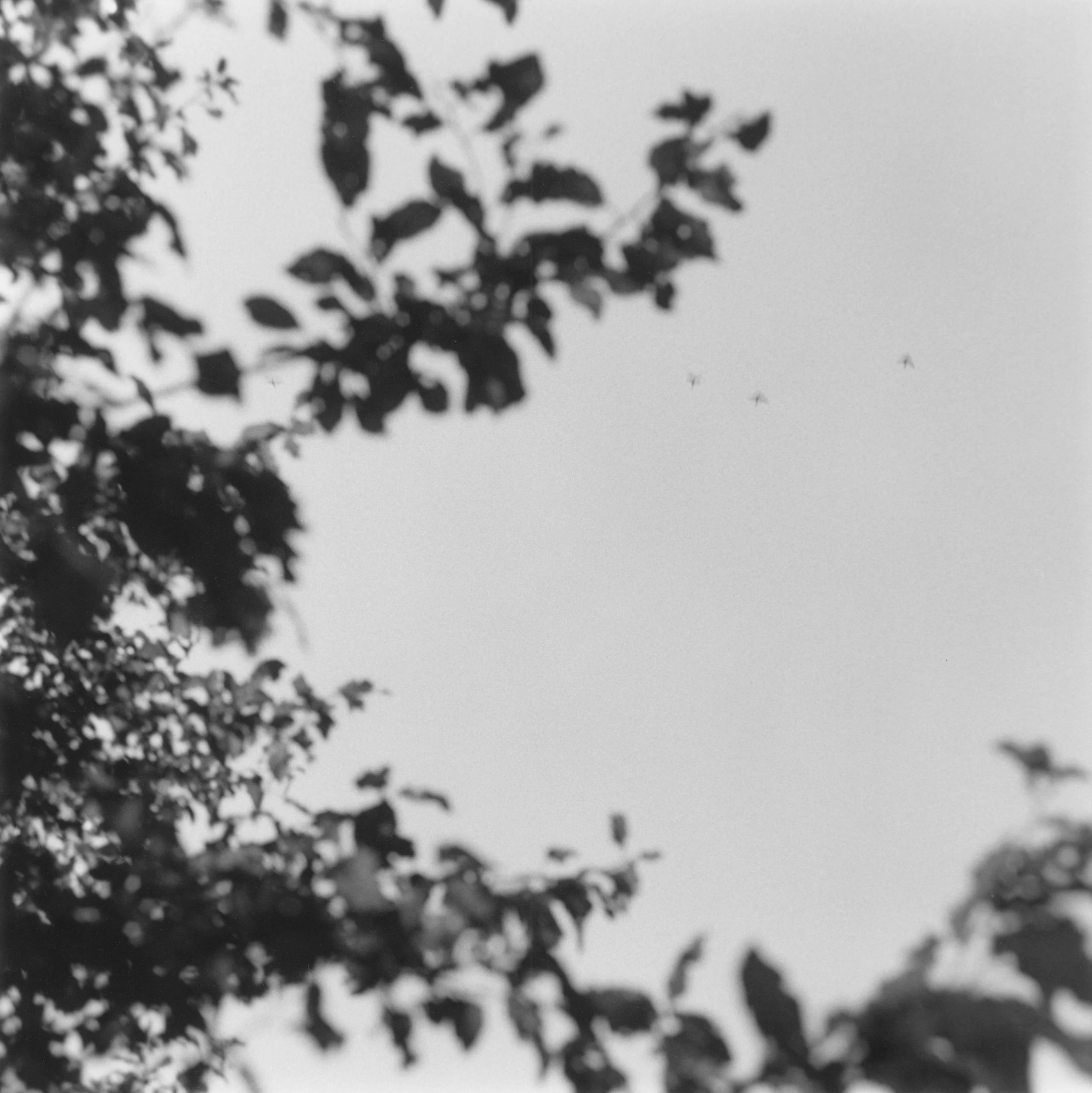 Quatre hirondelles.jpg