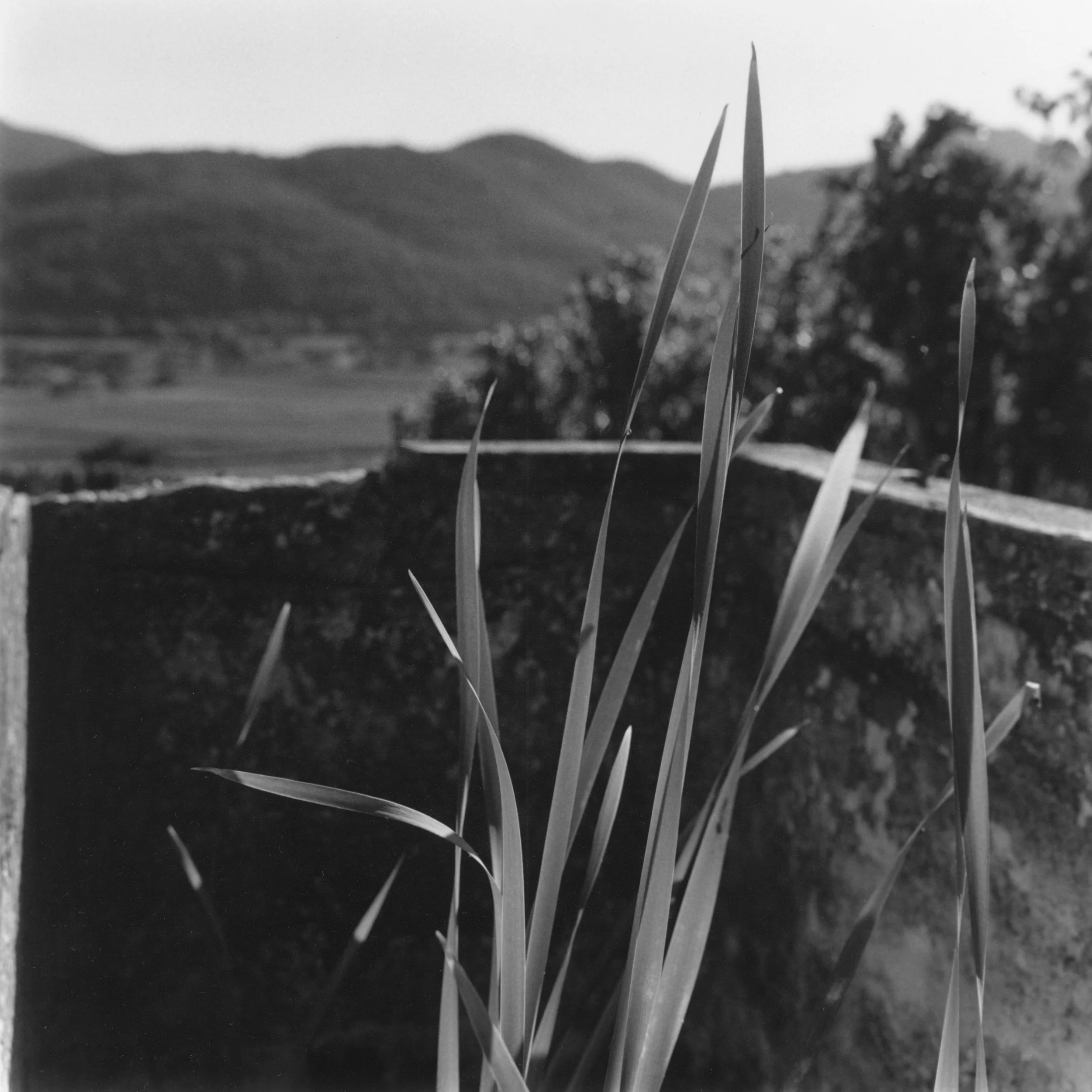 Roseaux surplombant la vallée.jpg