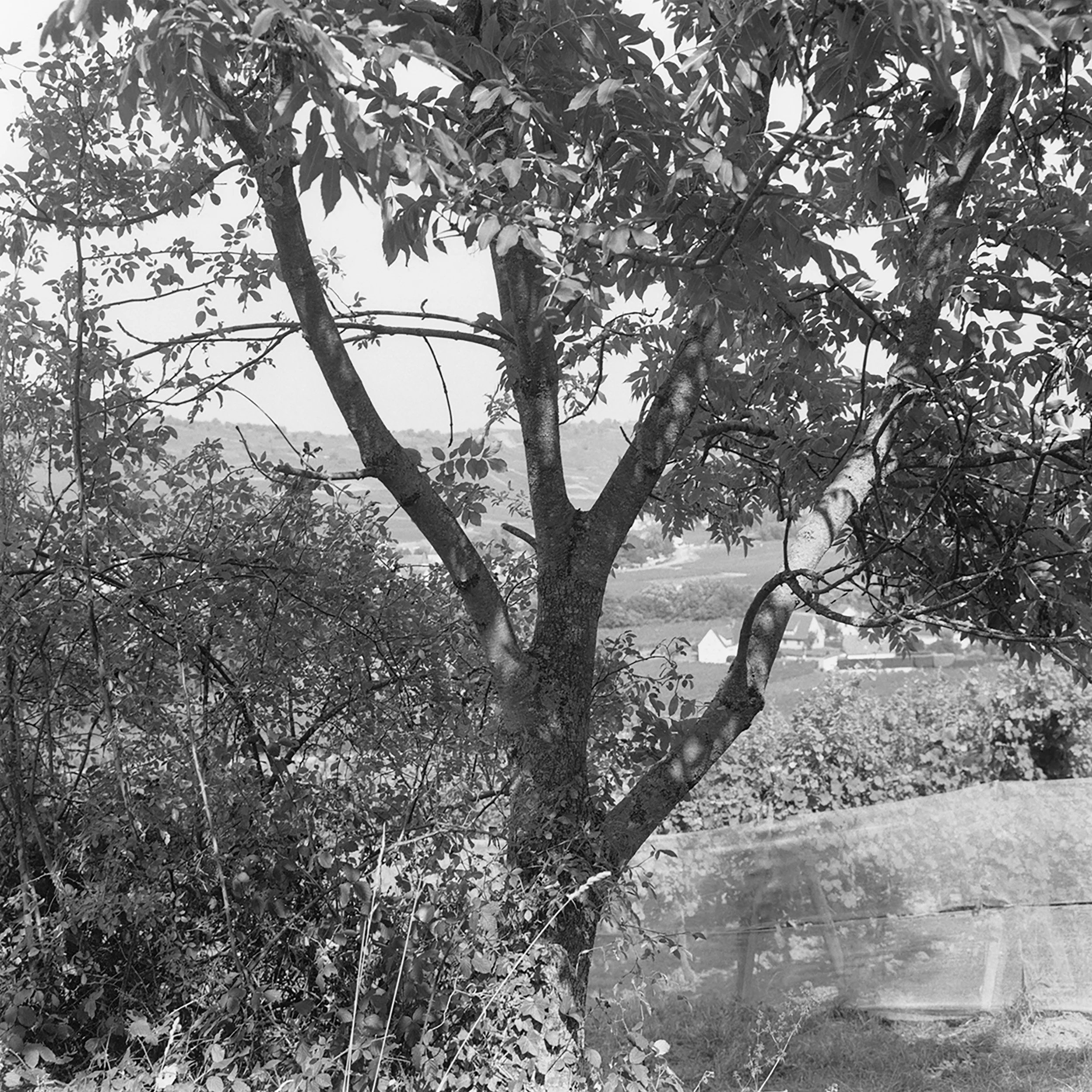 Arbre surplombant Sigolsheim.jpg