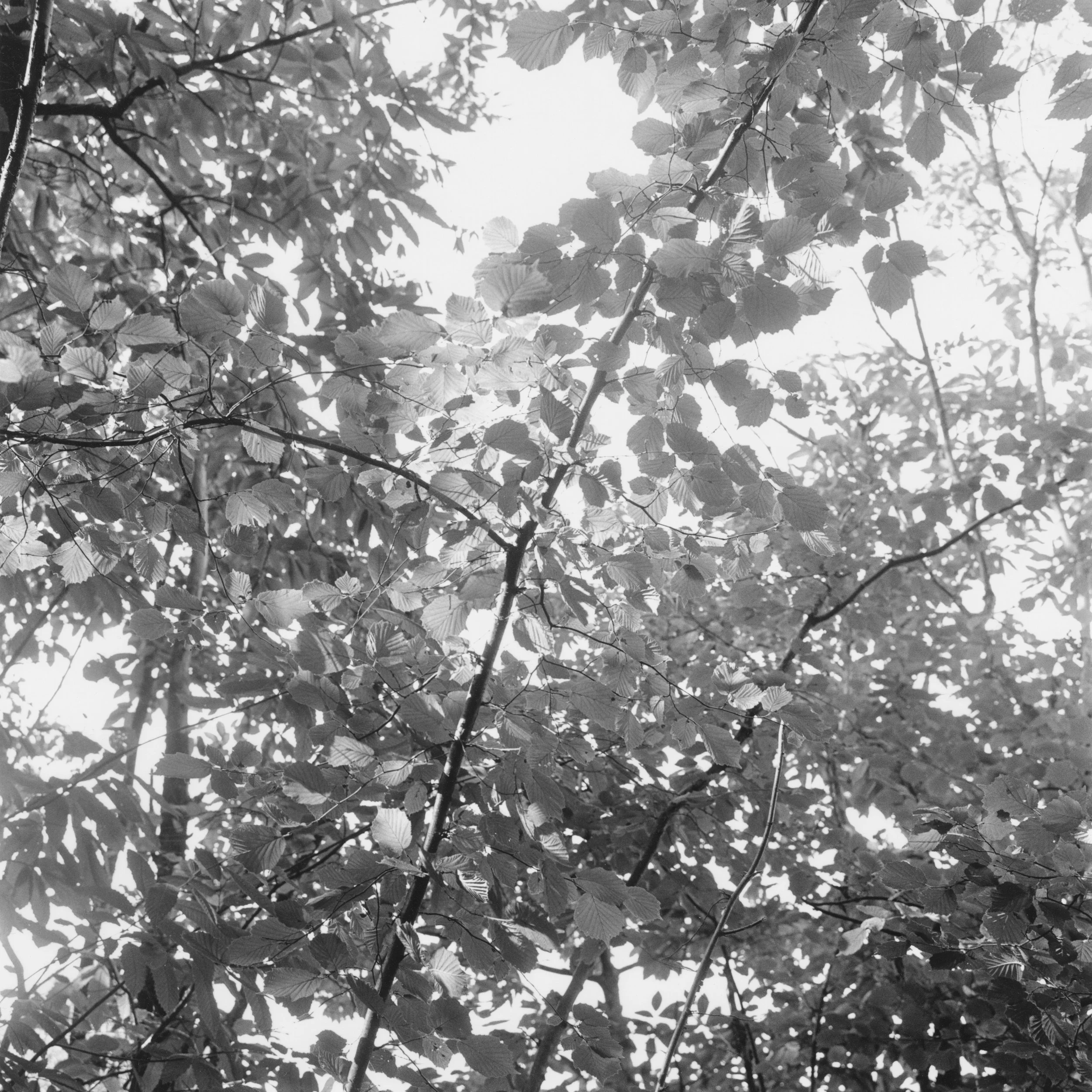 Sage de lumière.jpg