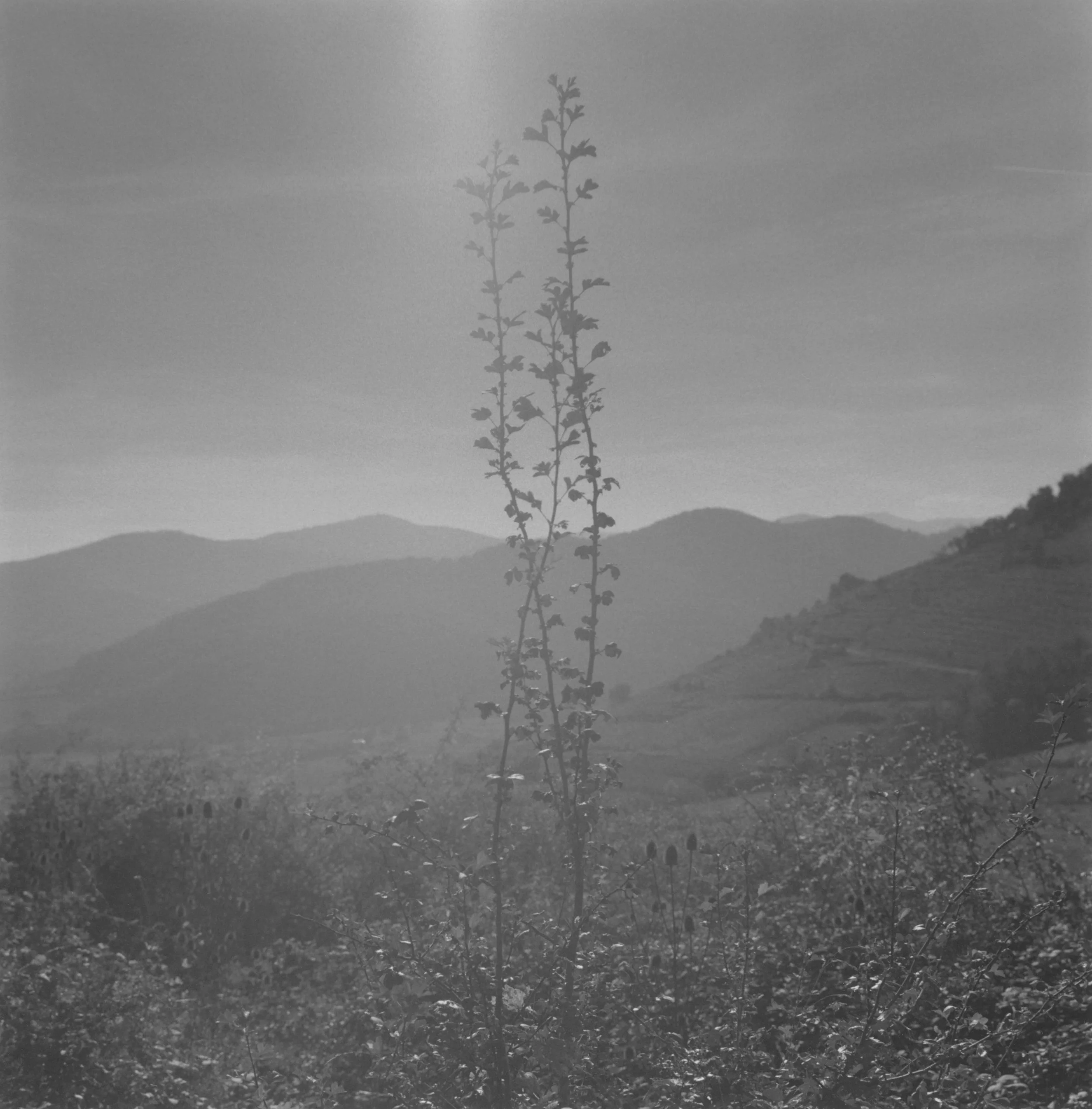 Etreinte sous le soleil.jpg