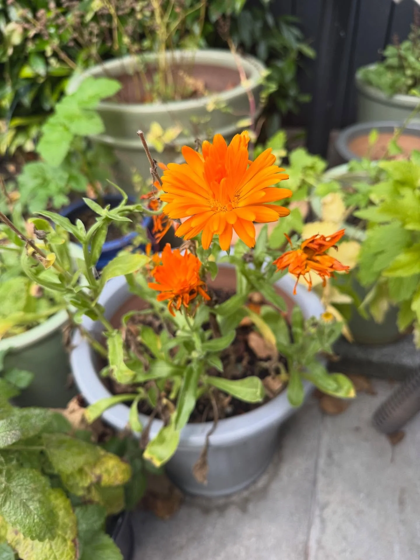 Cheerful Calendula is still happy in my bedraggled autumnal garden. Calendula, it&rsquo;s Latin name, means &ldquo;little calendar&rdquo; or &ldquo;little clock,&rdquo; because they flower so regularly throughout the year in spite of the weather, and