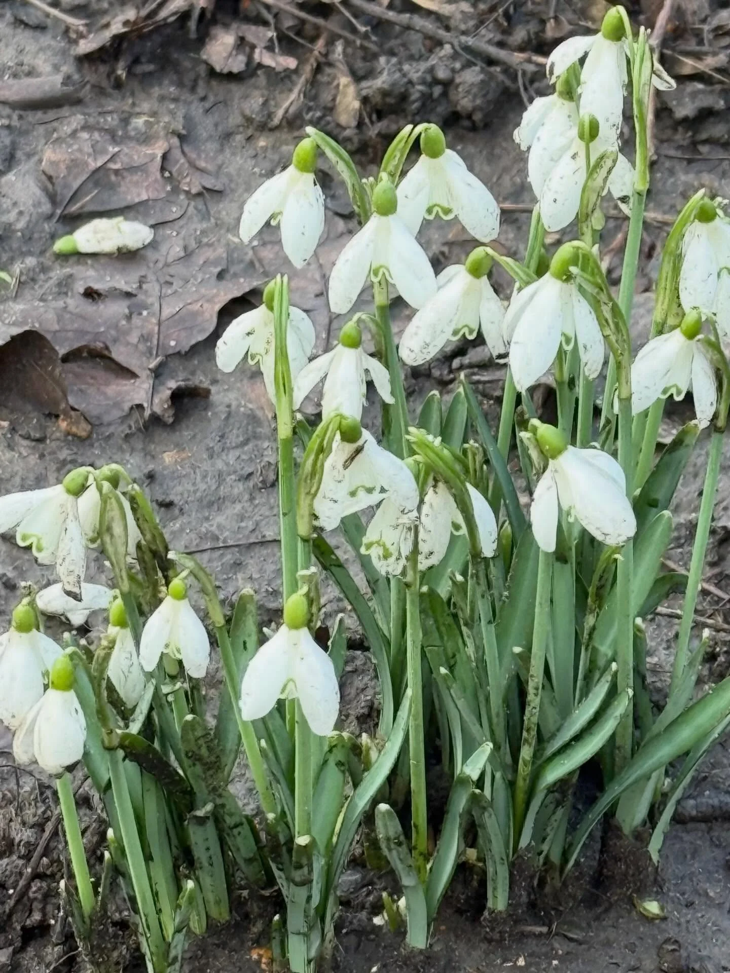 Imbolc blessings. Today marks the midway point between the Winter Solstice and the Spring Equinox. Signs of spring are appearing, the light is returning 🕯️ 🌷 🐑