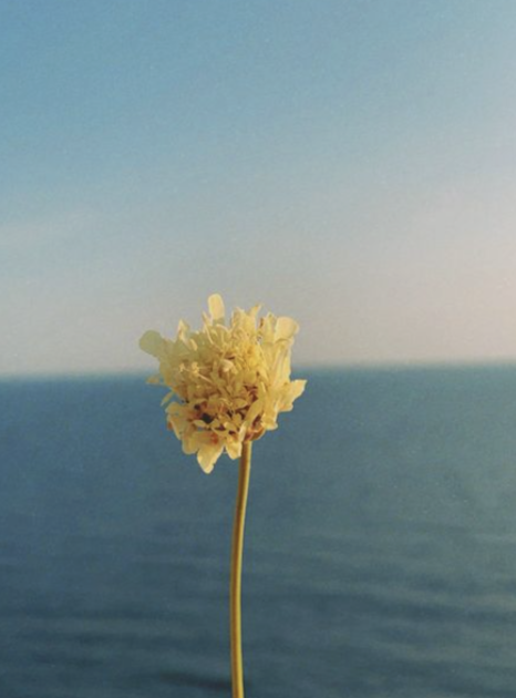 A single yellow flower with a long stem stands in front of a blue ocean and sky background.