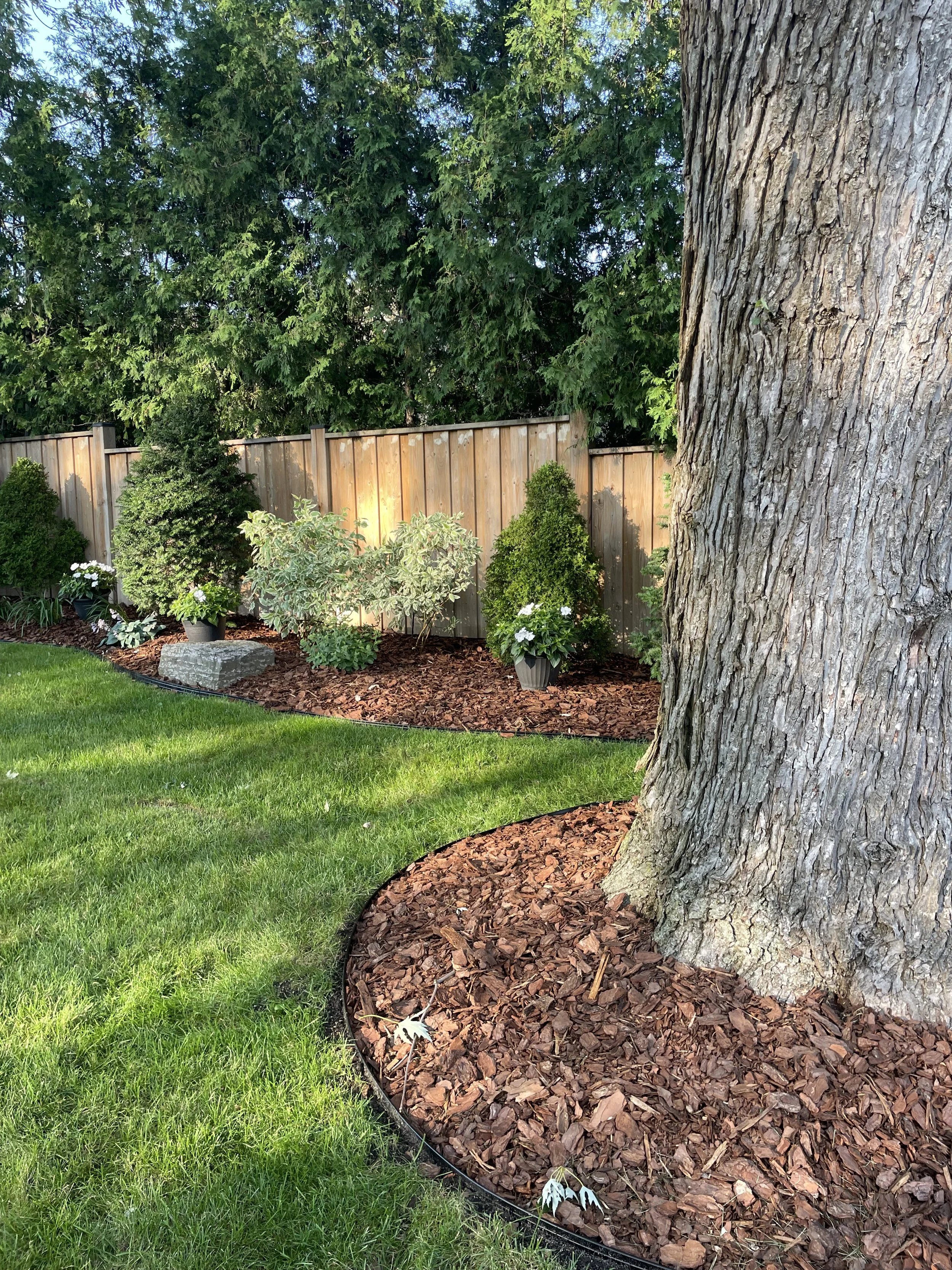 Garden with large tree trunk, mulch, green lawn, shrubs, wooden fence, and evergreen trees in the background.