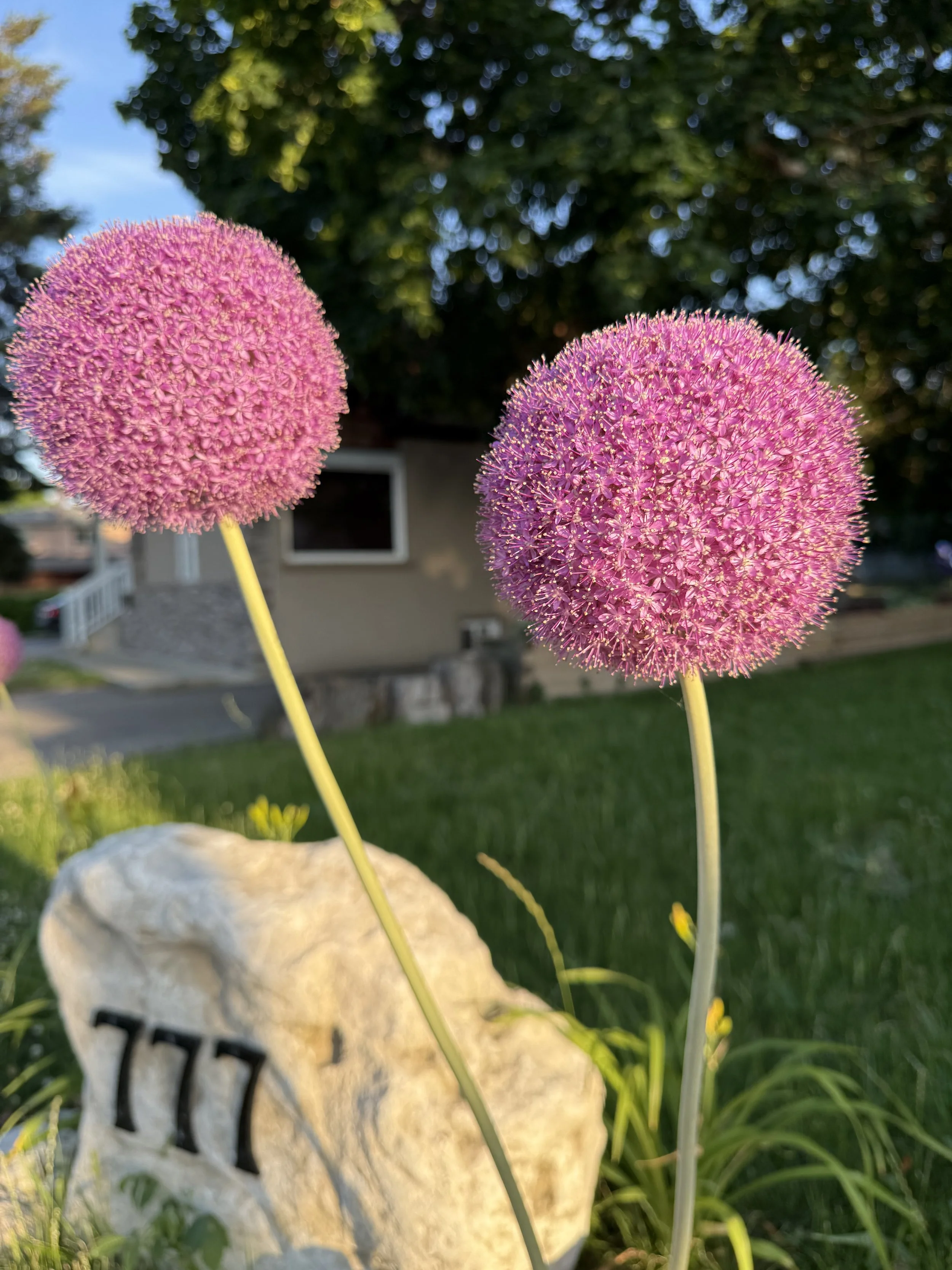 Garden rock with house numbers in an Etobicoke front yard, surrounded by blooming alliums and fresh landscape planting.