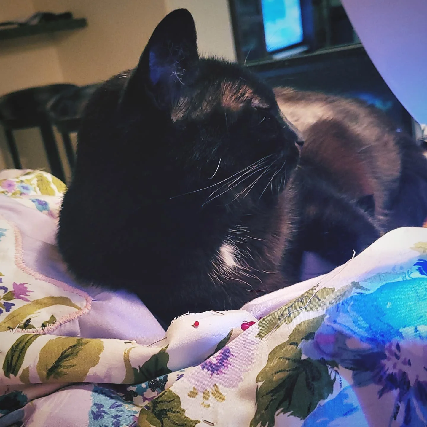 Since I've been practically living at my sewing machine I thought I show off my little "helpers". Using helpers very loosely, but amazing stress relief with their cuteness 
♡♡♡