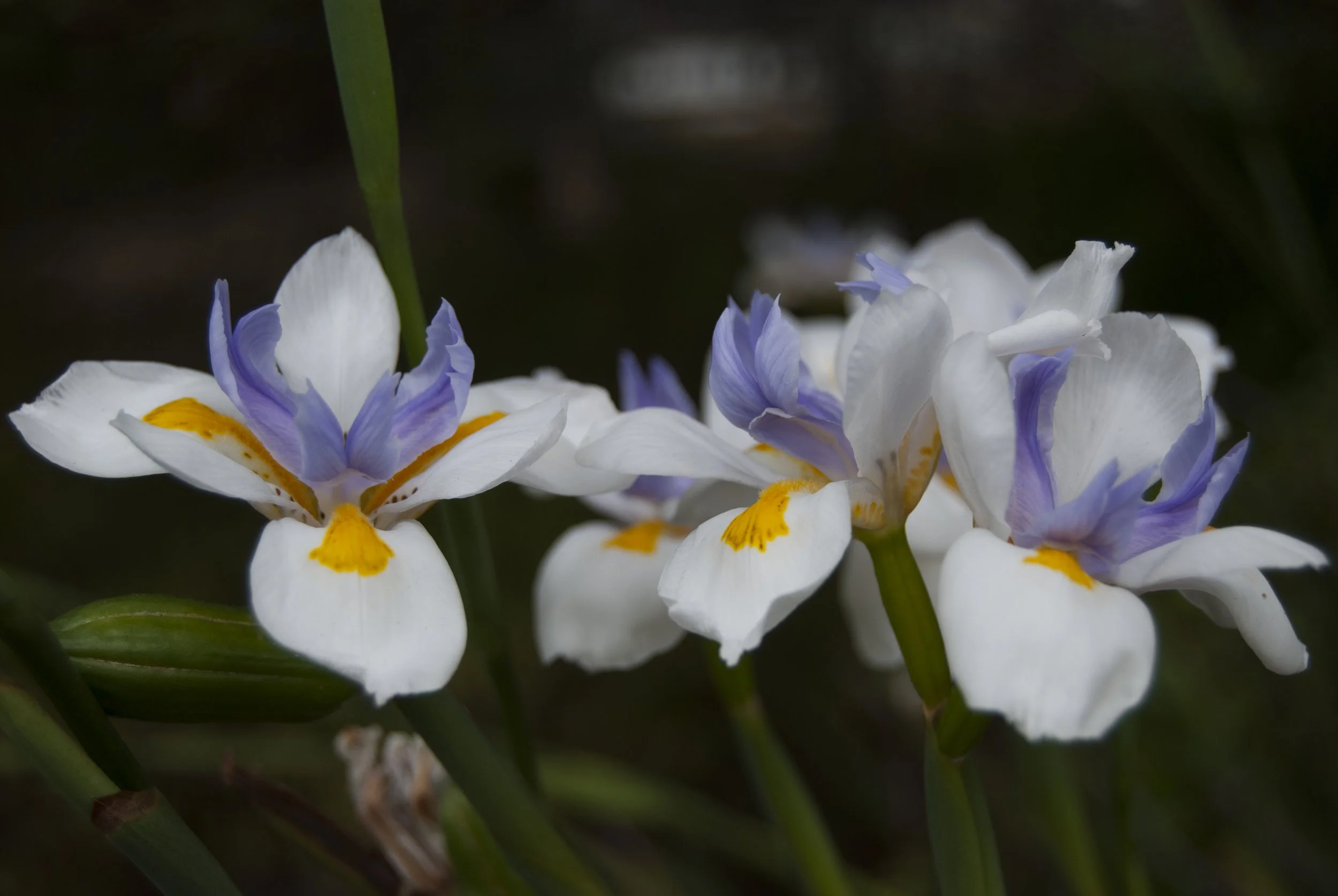 Flower Power.jpg