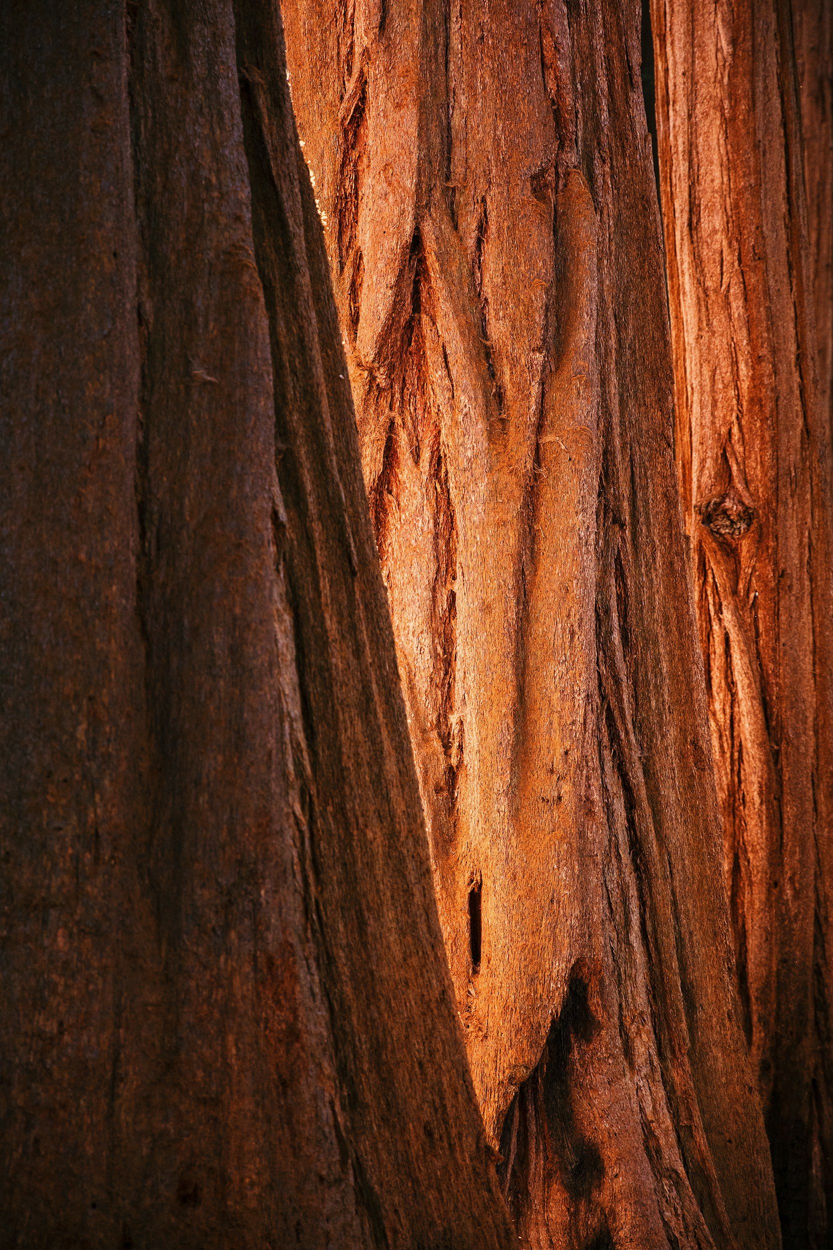unsplash-image-8FmiMntyDXo.jpg