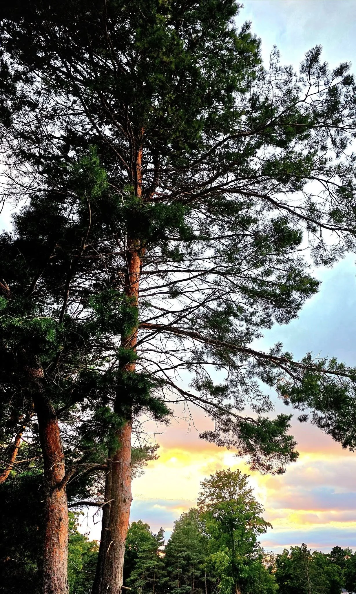 spcpinetreesunset.jpg