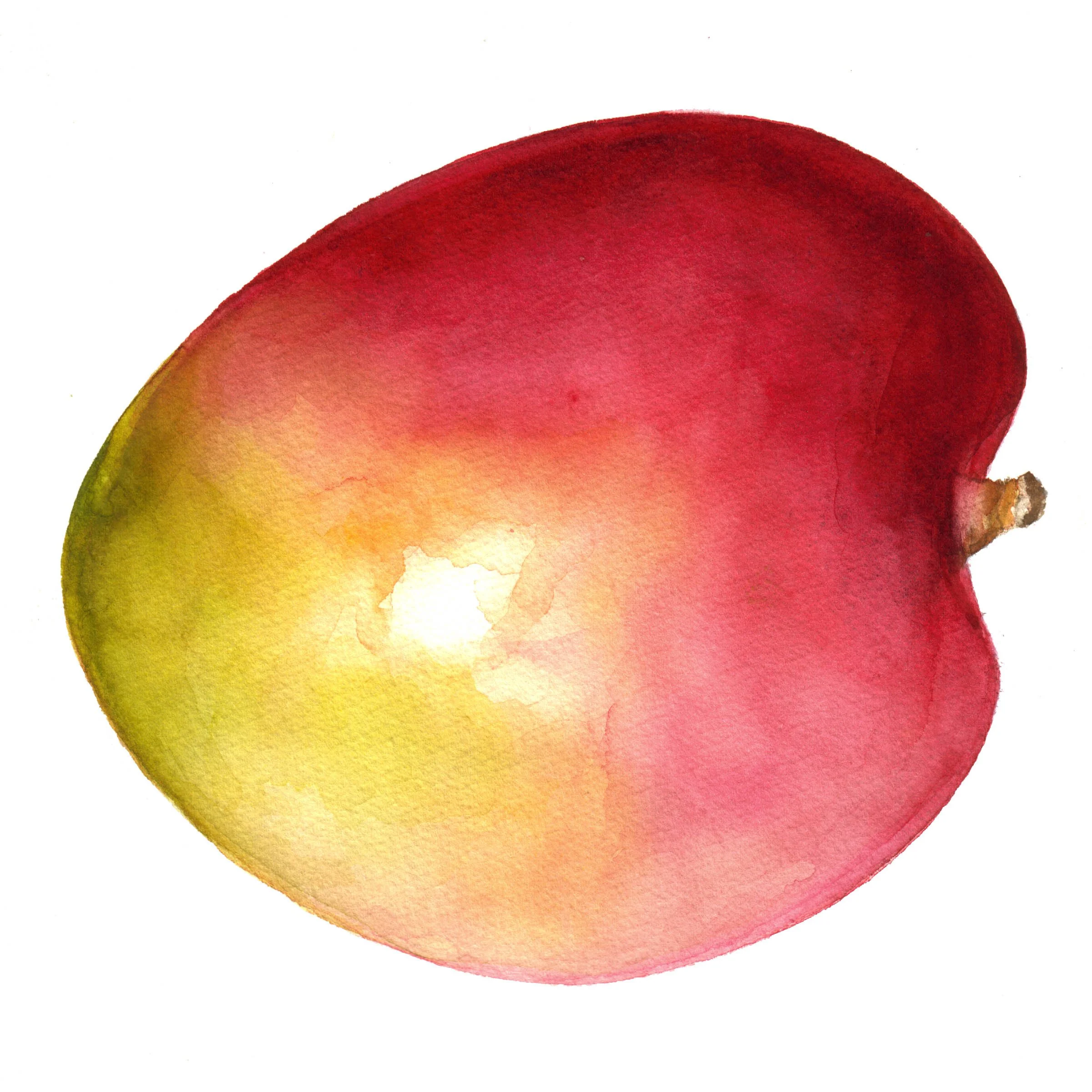 Watercolor painting of a ripe peach with red, yellow, and green hues on a white background.