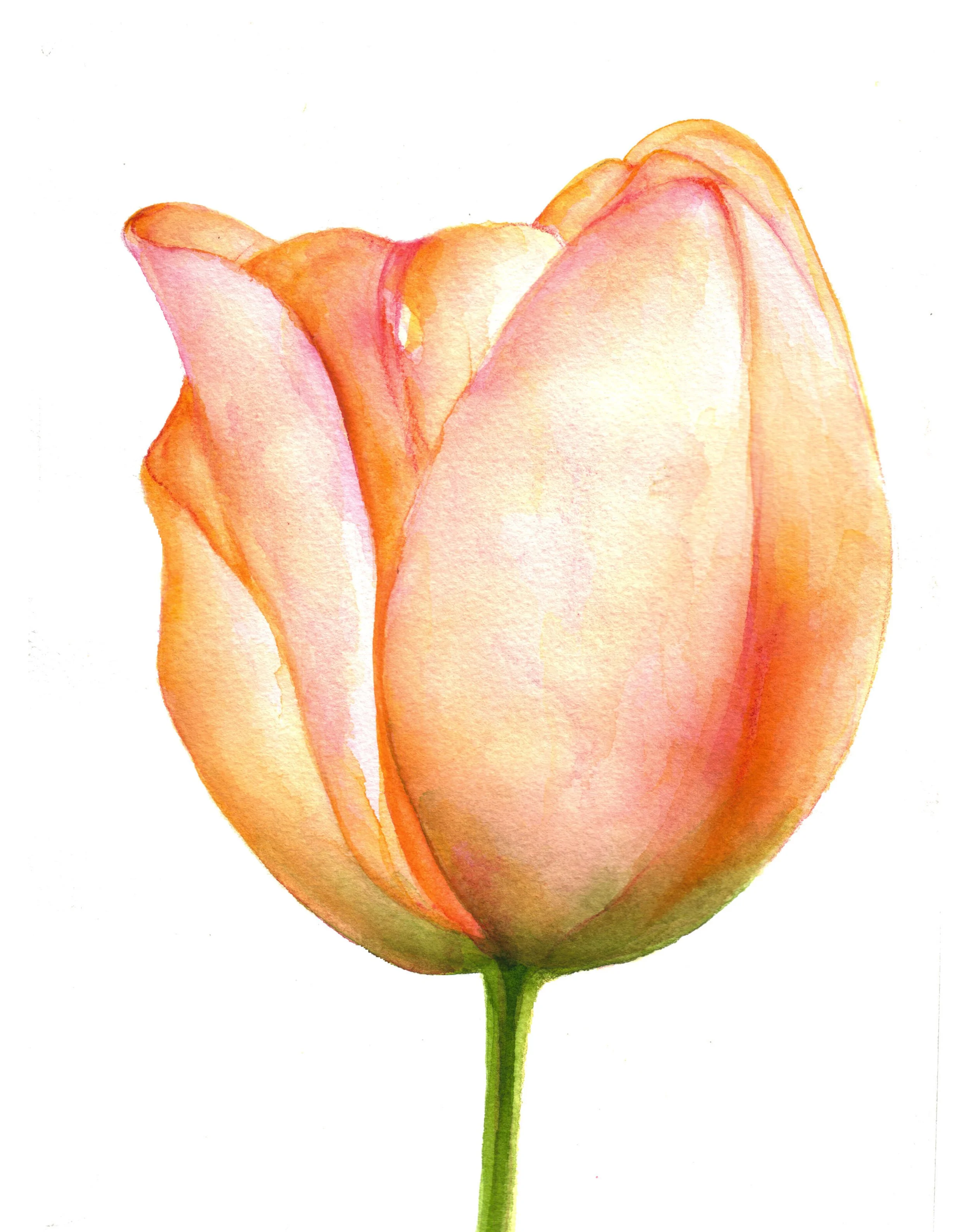 Watercolor painting of a pink and peach-colored tulip with green stem.