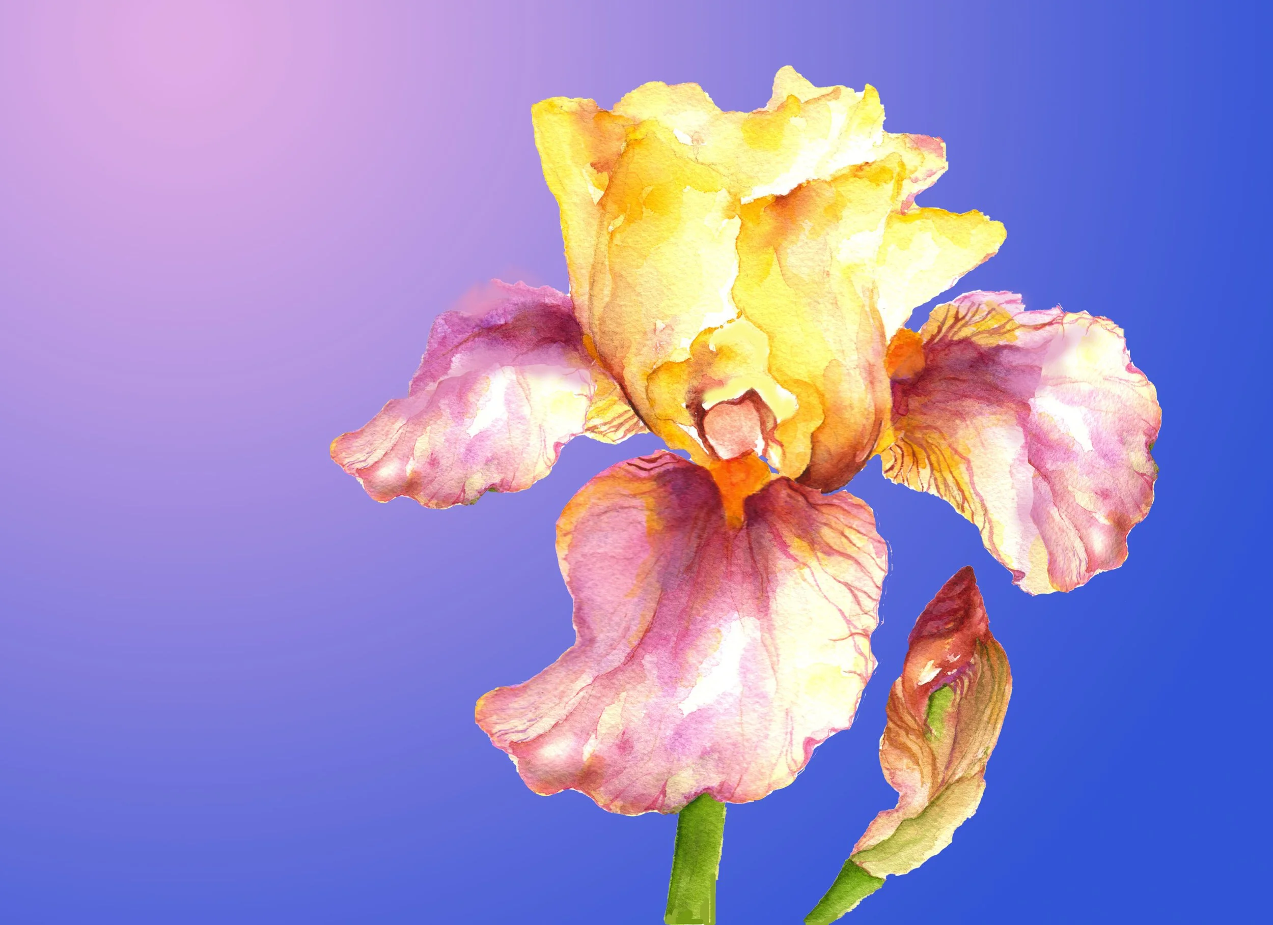 Watercolor painting of a pink and yellow iris flower with a purple and blue background.
