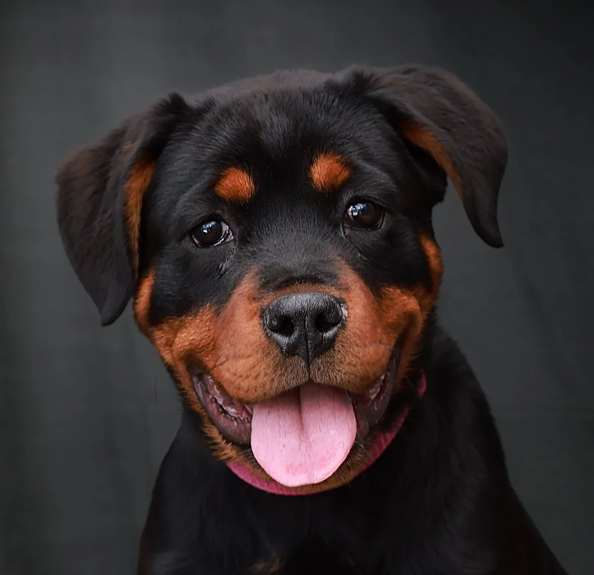 Close-up of Rottweiler puppy with black and tan fur and pink tongue out, against a dark background.
