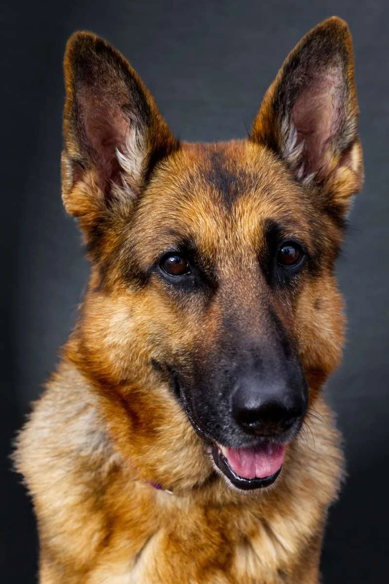 A close-up portrait of a German Shepherd dog with a dark background.